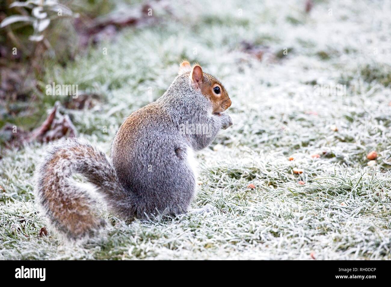 Ein graues Eichhörnchen (Sciurus carolinensis) kämpft heute Morgen nach einem harten Frost über Nacht in East Sussex, Großbritannien, um Nahrung zu finden. Stockfoto