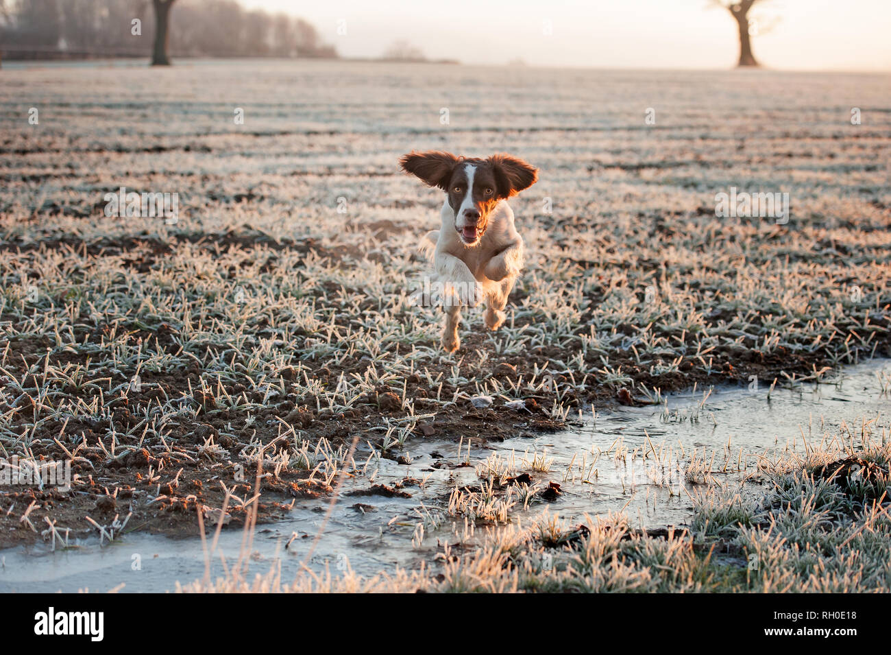 Springer spaniel Stockfoto