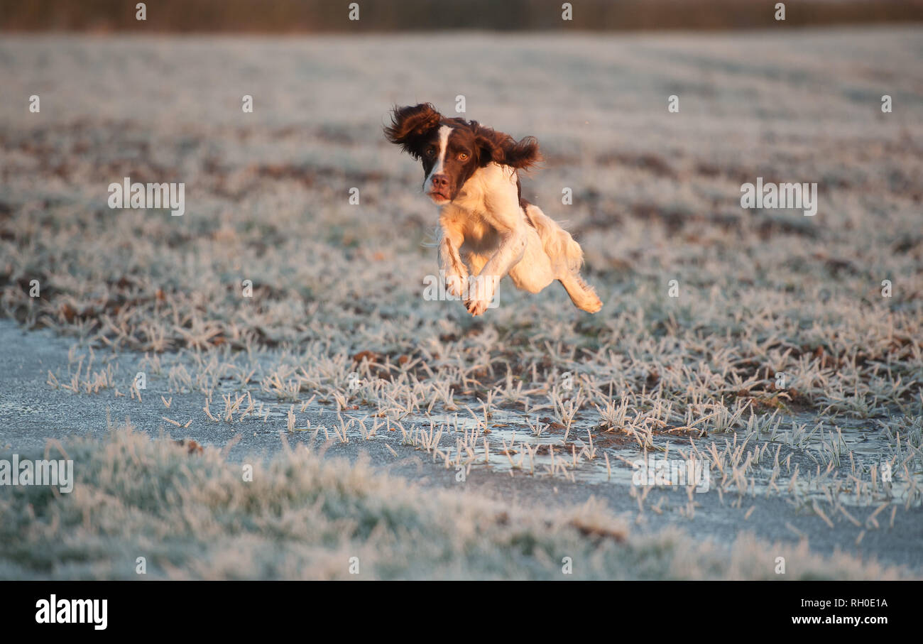 Springer spaniel Stockfoto