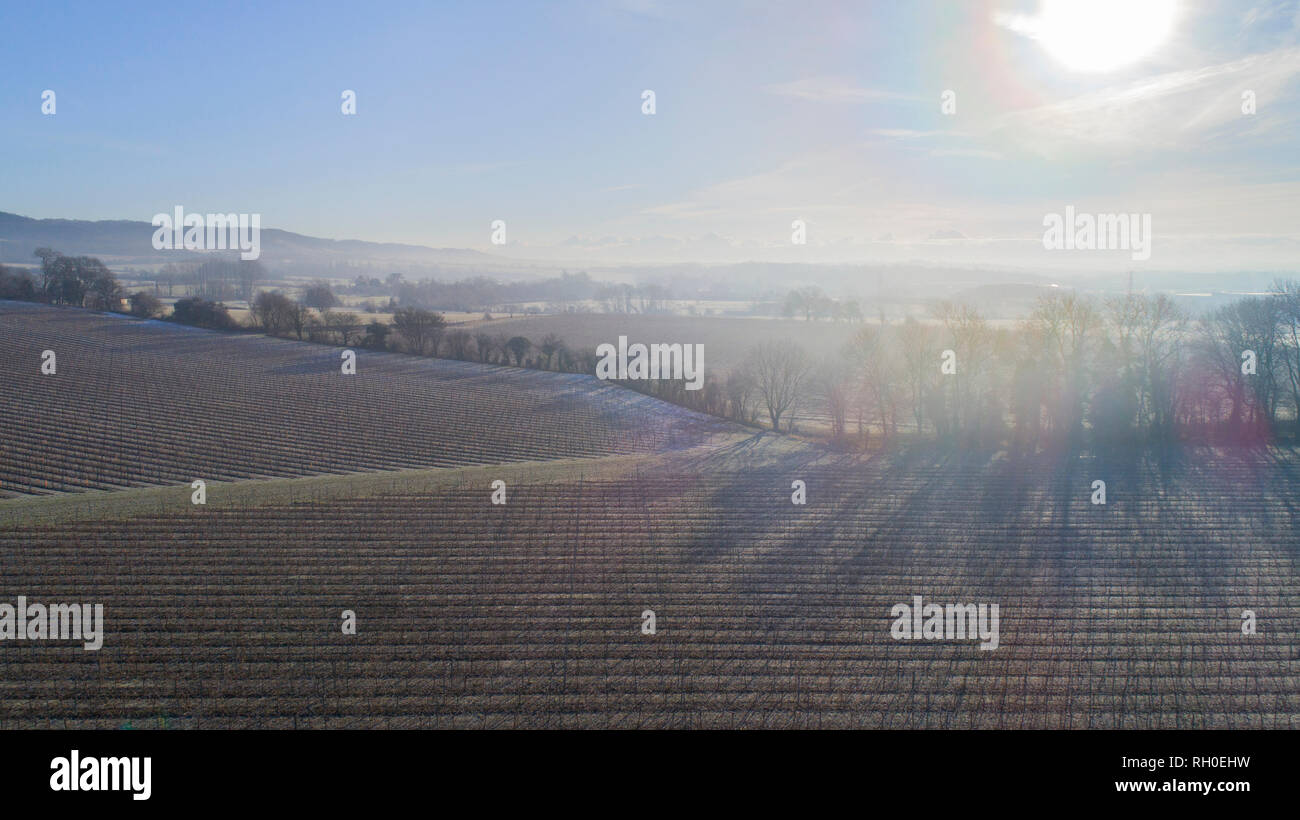 Aylesford, Kent. 31. Januar 2019. UK Wetter: Eisige Temperaturen und niedrigen Morgen Sonne warf lange Schatten über Frost Weinberge und Nebel steigt über die Felder abgedeckt. Von drone Schoß, CAA PfCO lizenzierten Piloten. Quelle: Matthew Richardson/Alamy leben Nachrichten Stockfoto