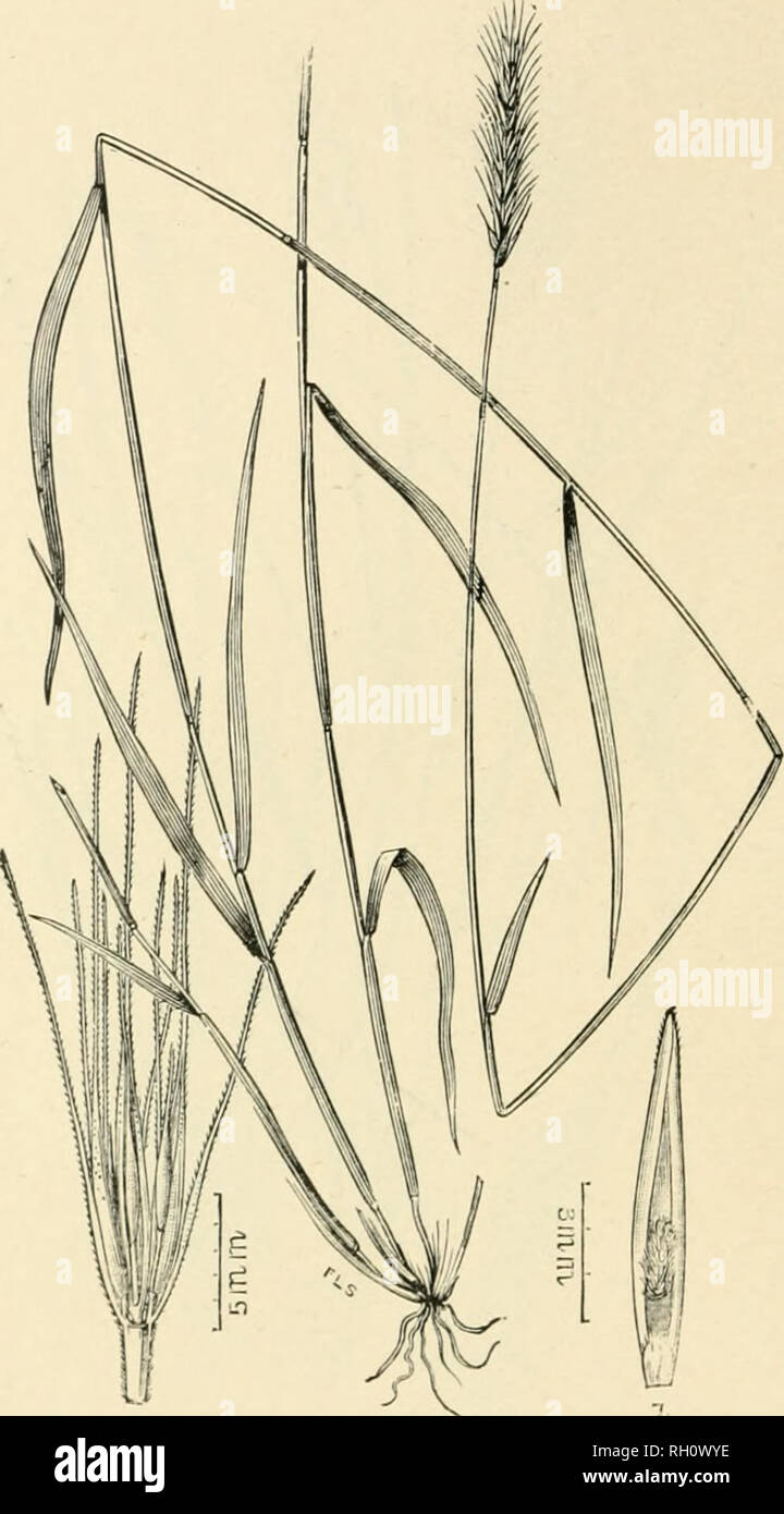 . Bulletin. Gramineae -- United States; Futterpflanzen - Vereinigte Staaten. 312. a--0 Abb. 608. Hordeum montanense Scribn. in Boal Gräser N. bin. 2:6 t4. 18'.) 6. Montana Uahley. - Ein Ort "Ct, grünen Biennale oder mehrjährige G zu 9 dm. hoch, mit Hiiiootli culms, scabrous Blätter und bärtigen Spikes 4 bis 6 cm lang. Leere glumes linear-Lanzettlichen. 12 bis 20 mm. Ion*:;, inelmling die schlanken, scabrous Grannen. Die zentrale spikclet jeder Gruppe in der Regel 2 - flovered. Erste Blütezeit hüllspelze ca. 10 mm lang, awned. Awn 16 bis 18 mm lang. Seitlichen ährchen 2 - Blumen, Blüten fast Stiellose.-feuchten Dickicht, Mon Stockfoto