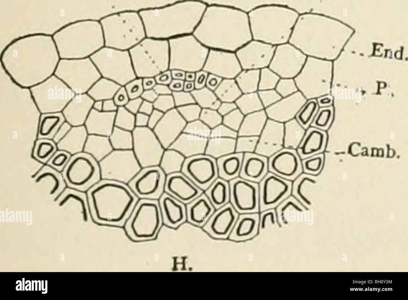 Bulletin. Die Landwirtschaft. Abb. 11.- Querschnitt eines jungen seitliche  Wurzel des Dritten Ordens des einen Olivenbaum von Palm Springs, Cal., mit  einem haarigen Epidermis (EP) und Cortex (C.). ROOT-STRUKTUR DER OLIVE.