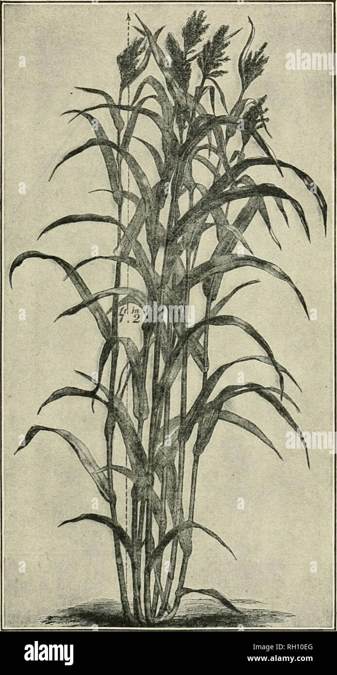 . Bulletin. Die Landwirtschaft. Landwirtschaftliche GESCHICHTE UND VERTEILUNG VON SORGHUM. 25 Und einige von unseren Formen der Bernstein sorgo. Unsere frühen Bernstein ist, sagte im Jahre 1859 als Sport in einem Feld der Chinesischen sorgo in Indiana wachsenden entstanden zu sein. Keine andere saccharin Sorte hat in China gefunden. Dieses ist von Collins 0 sagte fast ausschließlich auf die Insel Tsungming, wo sie als Delikatesse für die Shanghai Markt kultiviert, die süssen Triebe wird roh gegessen, eingeschränkt werden. Die an-nual eingesäte Fläche, auf der Insel ist nur etwa 20 Hektar. Seit der ursprünglichen Einfuhr 1851 kein Saatgut, mit der Ausnahme, dass Gesendet von Collins, Stockfoto