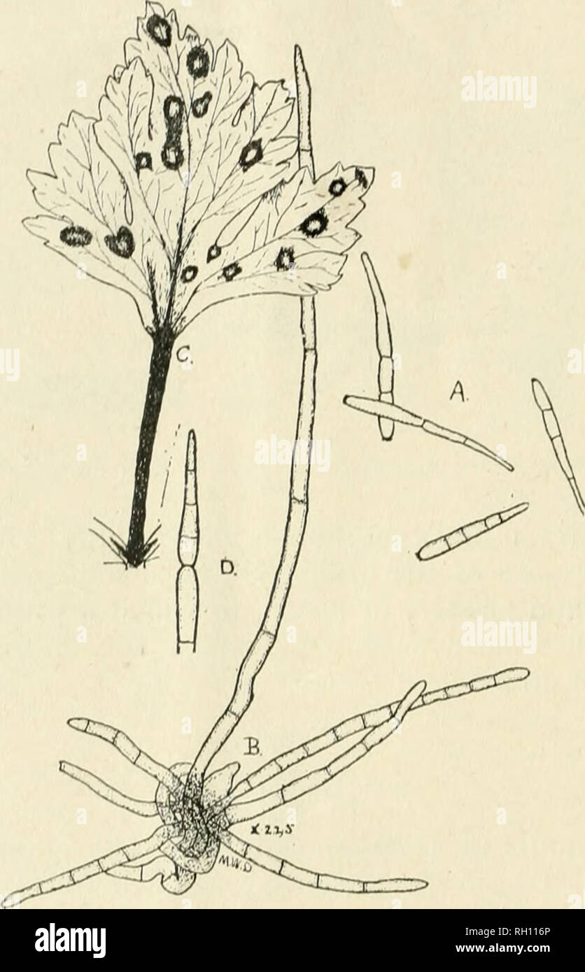. Bulletin. Landwirtschaft - - Ontario. 14 empfohlen, die Ammonicial setzen - Kupfer Karbonat Lösung in der latei Sprayings. Leaf Spot (Septoria petroselini, var apii): braune Flecken, besetzt mit Minute schwarze Flecken auf den Blättern. Sellerie Blight. (Cercospora/> ii.) - EIN, Sporen durch die Agentur, von denen die Krankheit verbreitet; B, Büschel von Antenne ragt durch eine Atmung - Pore eines Blattes; C, ein krankes Blatt, den braunen angezeigt. Abhilfe: Wie für Blattfleckenkrankheit oben. Ich ich Mais. (Insekten). Corn-Stalk Borer (Papaipema nitela): Die Larven, die sich an die Cutworms gehören Bohrung in die Stiele Stockfoto