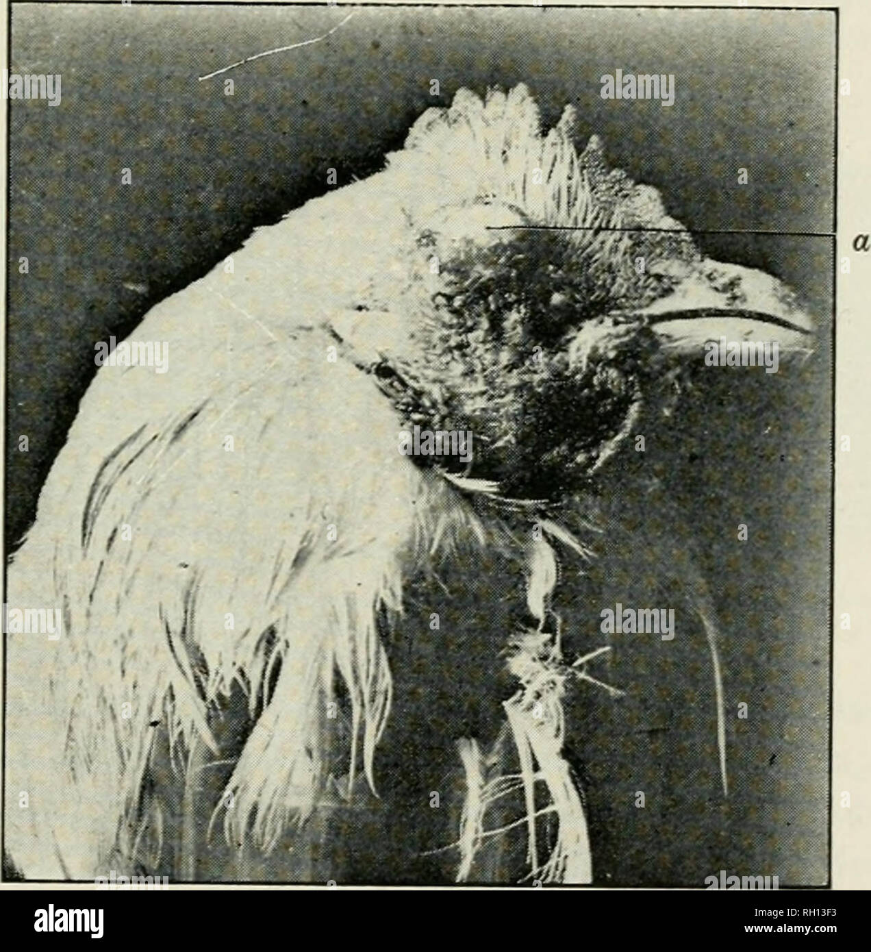 . Bulletin. Landwirtschaft - - Ontario. 18 Zu einem diphtheritic Membran. Es verfaulte panophthalmia erschien, der bulbus oculi geschrumpft; die Corpus vitreum wurde Grau mit Eiter, und teilweise gemildert'; und die Retina war in Fetzen. Bei Vögeln, die klinisch Leiden wurden von lungenpest dispnoea, und oft diejenigen, die noch keine Symptome der Erkrankung der Lunge gezeigt hatte, die Post-mortem-Untersuchung ergab, dass Extended lungenpest Patches. In der Region diese Entzündung, die Äste der Tracheae mit festen gestoppt wurden, gelblich-weißen Massen o'f Ausschwitzen. Häufig im Zentrum der Lungenpest re Stockfoto