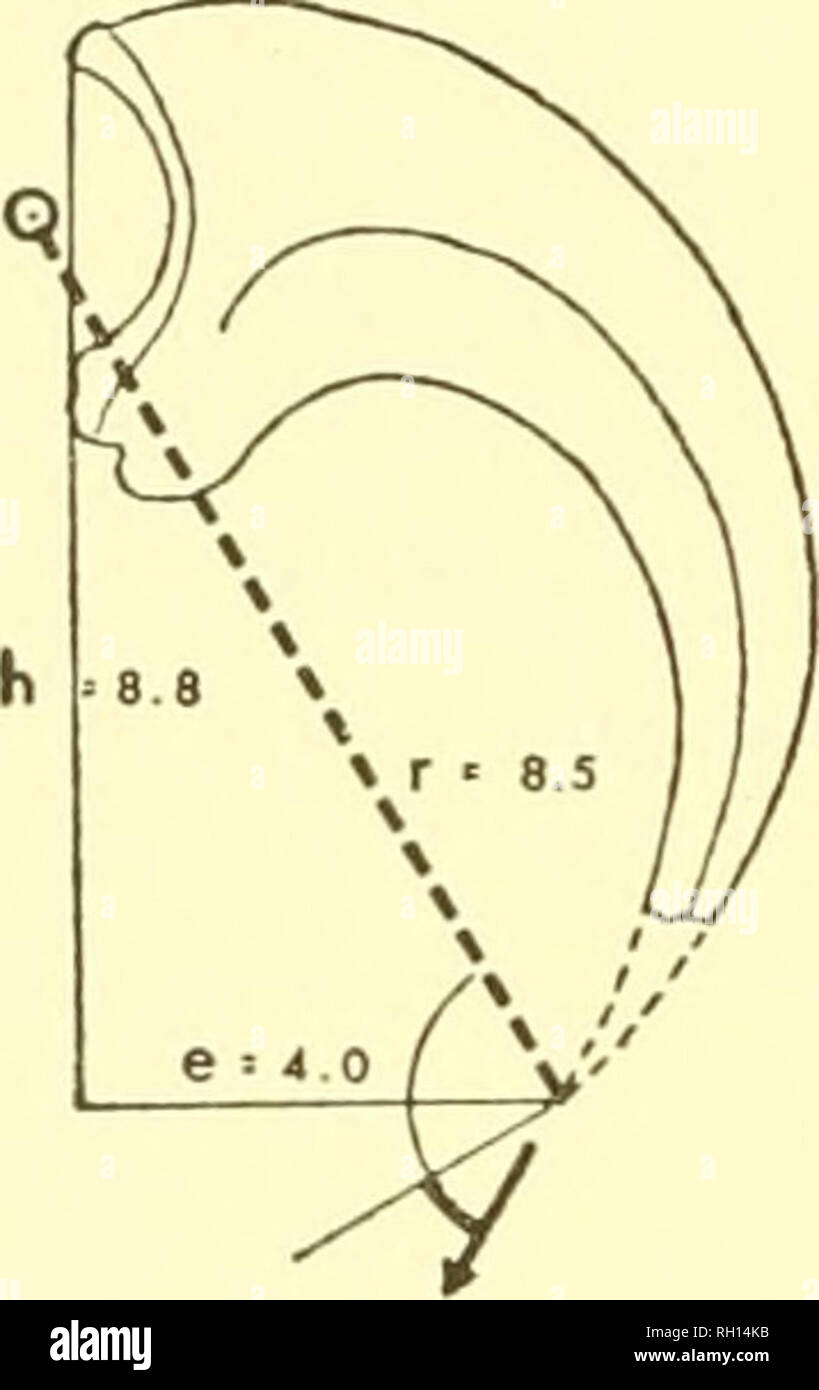 . Bulletin. Natural History; Natuurlijke Historie. 136 PEABODY MUSEUM BULLETIN 30 in die distale Facette des zweiten Phalanx. Seine Form perfekt planare Rotation (Flexion) des ungual über einen Bogen von 90° oder mehr. Abbildung 76 zeigt den maximalen Grad der Beugung und Streckung durch diese Verbindungen zulässig. Eine zusätzliche Funktion, die scheint, die Eigenart der Deinonychus und eng verwandten werden Formen und das zeichnet diese zweite ungual von ähnlichen pointierten und stark recurved Klauen von anderen Theropoden (ob von Manus oder PES) ist seine plötzliche Krümmung bezogen auf den Akkord des Stockfoto