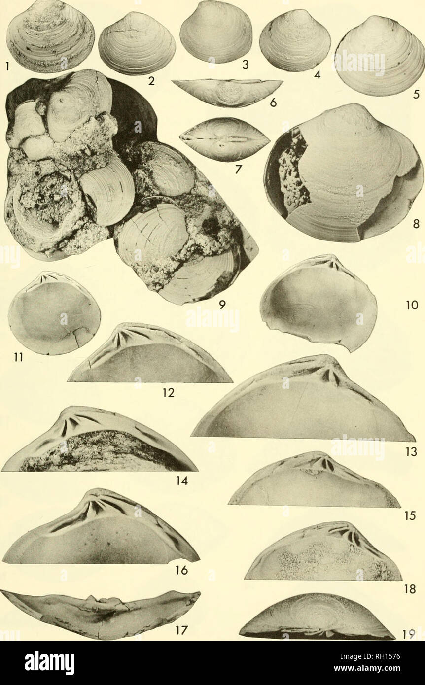 . Bulletin. Natural History; Natuurlijke Historie. . Bitte beachten Sie, dass diese Bilder sind von der gescannten Seite Bilder, die digital für die Lesbarkeit verbessert haben mögen - Färbung und Aussehen dieser Abbildungen können nicht perfekt dem Original ähneln. extrahiert. Peabody Museum of Natural History. New Haven: Das Museum Stockfoto