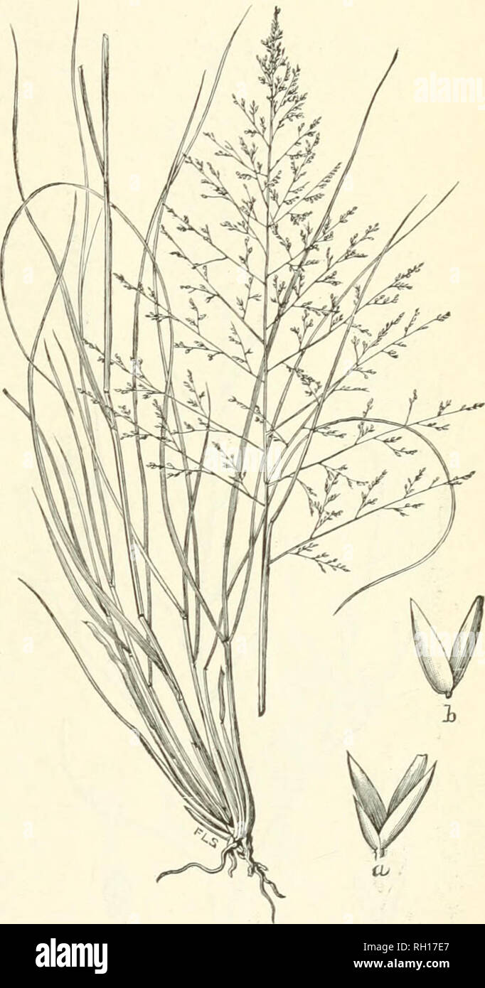 . Bulletin. Gramineae -- United States; Futterpflanzen - Vereinigte Staaten. 35 Sporobolus cryptandrus A. Grau (Sand Dropseed), - eine getuftete Form mit Spread-ing-Stiele, 12 incbfs ist lang, die auf sandigen Kuppen und Bergrücken; normalerweise sehr Streuung Wachstum, so dass thougli Es ist ein nahrhaftes jjasture Gras, es ist der geringe wirtschaftliche Bedeutung. Hillsdale, 7. Juli (3660); Laramie, Juli 20 (3417). Sporobolus depauperatus Scribn. (Dkopsekd). - Etwas getuftet, aber immer noch form-Ing eine kontinuierliche sod, Stiele und Blätter hervor, schlank, 6 bis 12 Zoll hoch. Eine ganz hervorragende Weide giass. Centennial Valley, 2. Juli ( Stockfoto