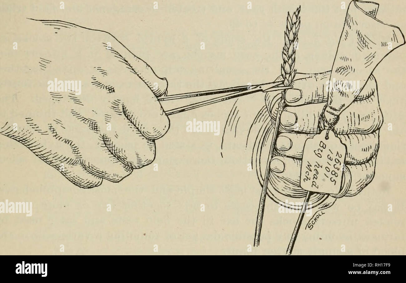 . Bulletin. Pflanzenkrankheiten - Vereinigte Staaten. Methoden der Auswahl. 53 Notizen sind an der Pflanze und am Saatgut genommen. Kann eine der drei allgemeine Methoden, die jetzt verwendet werden: Methode Nr. 1.- je Hybridsaatgut ist sej) arately gepflanzt, die zweite. Abb. 17. - Ausbau der Blumen der kleineren später ährchen am Ende und an den oberen Sockel der Spike, sodass nur die stärksten Röschen entmannt mit Pollen aus einem anderen Betrieb geliefert werden. Vor der linken Hand des Bedieners ist eine Spitze, die Bestäubt wurde, dann wickeln Sie über es ein Stück Gewebe Papier, das sich auf. Jahr gebunden ist, bedeckt. Th Stockfoto