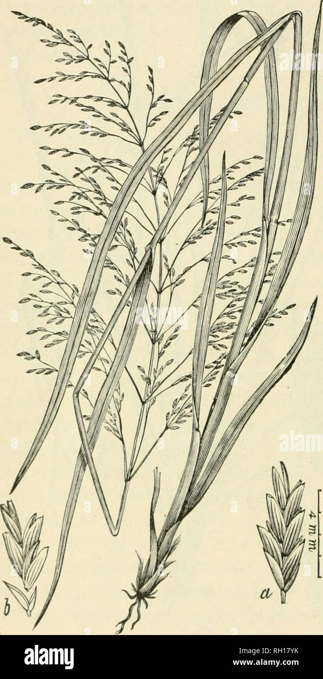 . Bulletin. Gramineae -- United States; Futterpflanzen - Vereinigte Staaten. 40 Der Neue slioots. Unter günstigen Bedingungen, aber diese Wiesen kann gute Ernten für eine Anzahl von Jahren mit nichts mehr als die richtige Bewässerung Ertrag. Herr Griftiths berichtet, eine Wiese von ca. 40 Hektar der vergangenen Saison, in der Nähe von Snoma, S. Dak., woraus eine Ernte von etwa 2 Tonnen Heu pro Acre, die eine gute croi geleistet hatte) für fünf consecu- tive Jahreszeiten. In der feuchten und sumpfigen Orten in Tiefland wiesen die Weizen - Gräser hauptsächlich von der Wiese - Gräser ersetzt werden, und wenn die Erde sandig ist, den Sand - Gräser oder Blau gemeinsame Stockfoto
