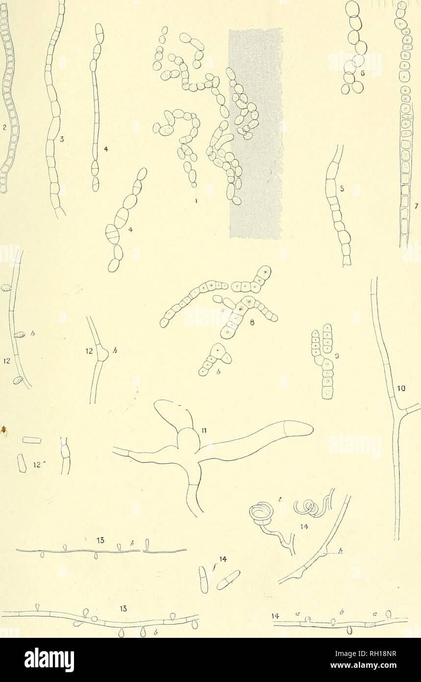 . Bulletin. Mykologie; Pilze, Pilze. Bull. Soc. myc.de Frankreich. T. XVIII, Pu-V.. Aucτ.del. E.Bernard fc. Trichophyton caninum Mat. et Dass.. Bitte beachten Sie, dass diese Bilder sind von der gescannten Seite Bilder, die digital für die Lesbarkeit verbessert haben mögen - Färbung und Aussehen dieser Abbildungen können nicht perfekt dem Original ähneln. extrahiert. Société mycologique de France; Société botanique de France. Epinal: La Société Stockfoto