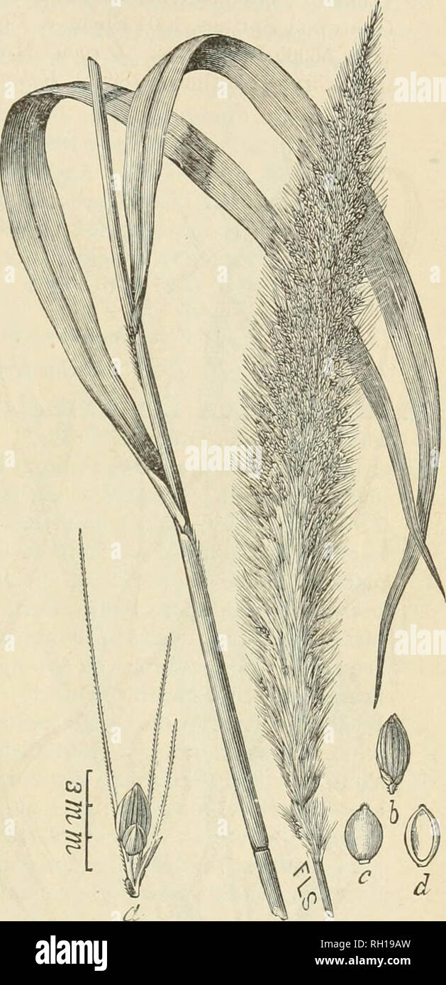 . Bulletin. Gramineae -- United States; Futterpflanzen - Vereinigte Staaten. 21 7 durchzogen; blühende Hüllspelze glänzend, nearl y glatt oder fein und schwach Quer - rugose oder narbig, Gerieft; die umher Palea ähnliche Markierungen, leicht konvex. Überall kultivierten und oft eine Flucht in Feldern und Abfälle; sehr variabel. Quebec nach Minnesota, südlich von Florida und Texas. Heimisch in Europa und Asien. Juli-september. Chaetochloa italica Germanica (Mill.) Scribn. Us Dept. Agr., Div. Agros. Bui. 6:32 (1897). Paniaim germanikum Mühle. Gard. Diät., Ed.8, 1 (1768). Setaria germanica Beauv. Agrost. 51 Stockfoto