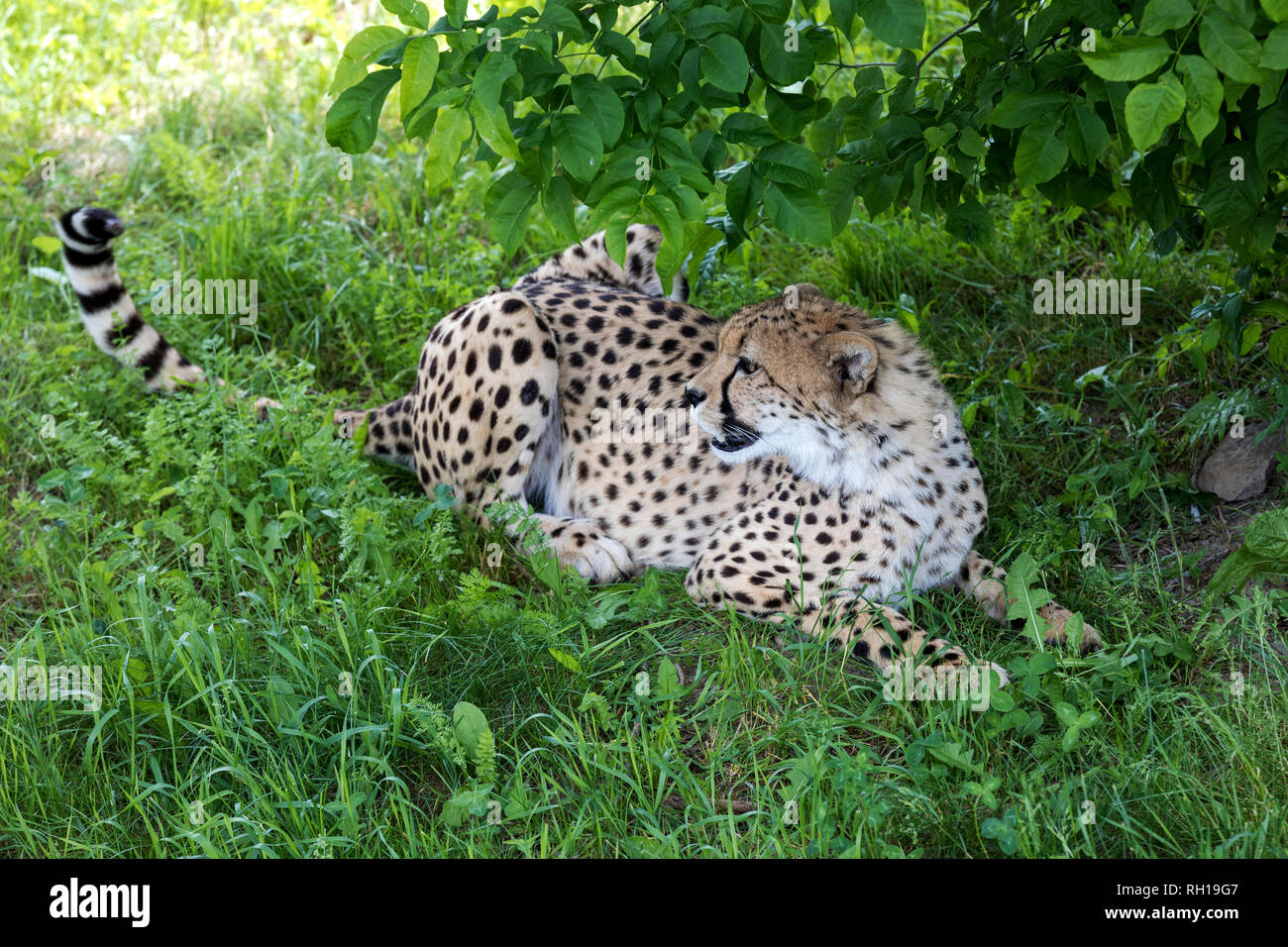Cheetah stehen im Gras mit einem alert Reaktion. Es ist das schnellste Landtier und hat einen bestimmten "Mark reissen', die von der Ecke des Auges Stockfoto