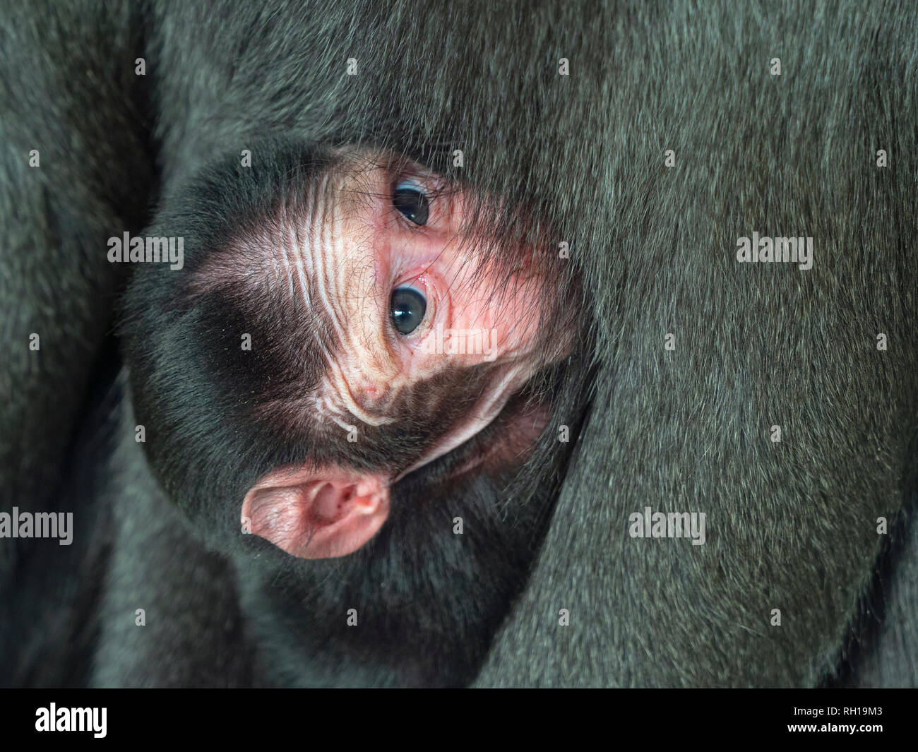 Celebes crested macaque Macaca nigra auch als Crested schwarzen Makaken mit Monat alten Jungen bekannt. Stockfoto