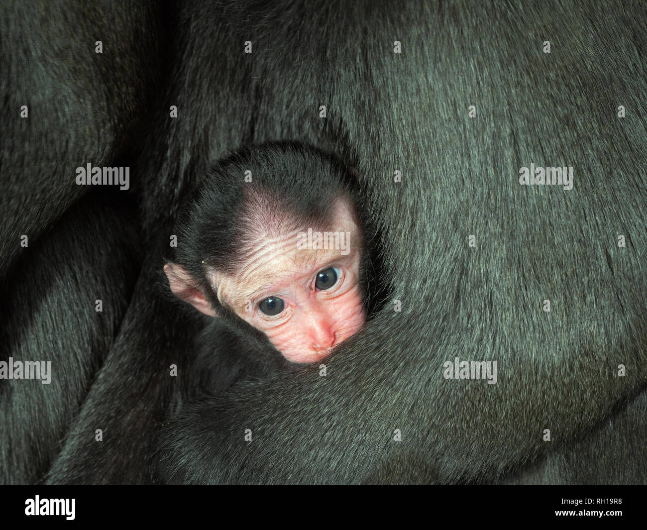 Celebes crested macaque Macaca nigra auch als Crested schwarzen Makaken mit Monat alten Jungen bekannt. Stockfoto