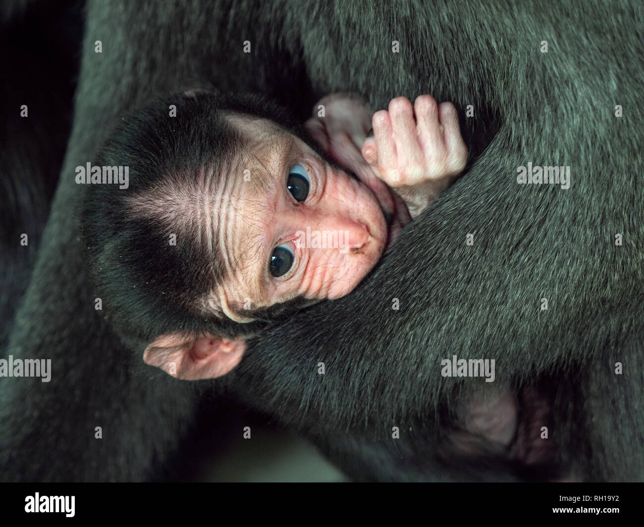 Celebes crested macaque Macaca nigra auch als Crested schwarzen Makaken mit Monat alten Jungen bekannt. Stockfoto