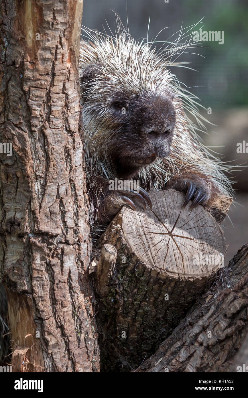 North American Porcupine (Erethizon Dorsatum) stehen in einem Baum, auch als die Kanadische Stachelschwein oder Common Porcupine bekannt Stockfoto