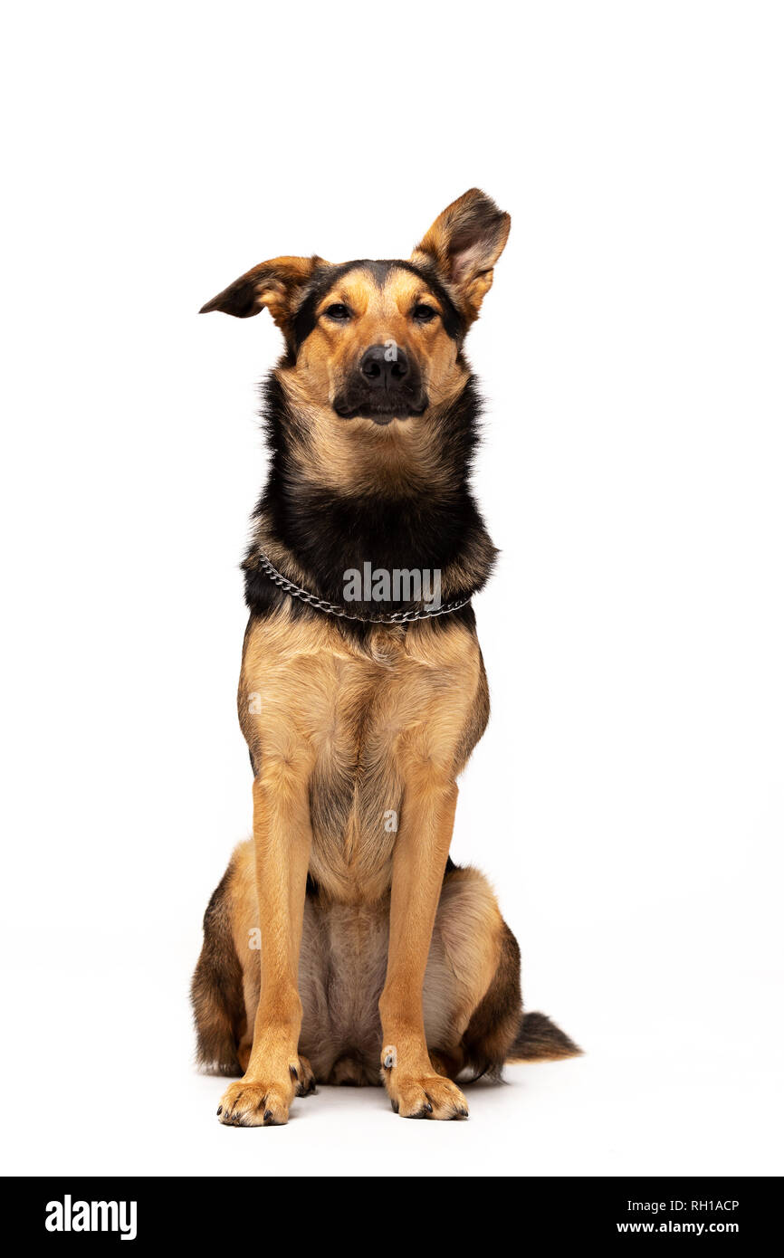 Entzückenden Mischlingen sitzt auf weißem Hintergrund Stockfoto