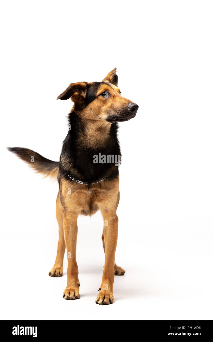 Entzückenden Mischlingen steht auf weißem Hintergrund Stockfoto