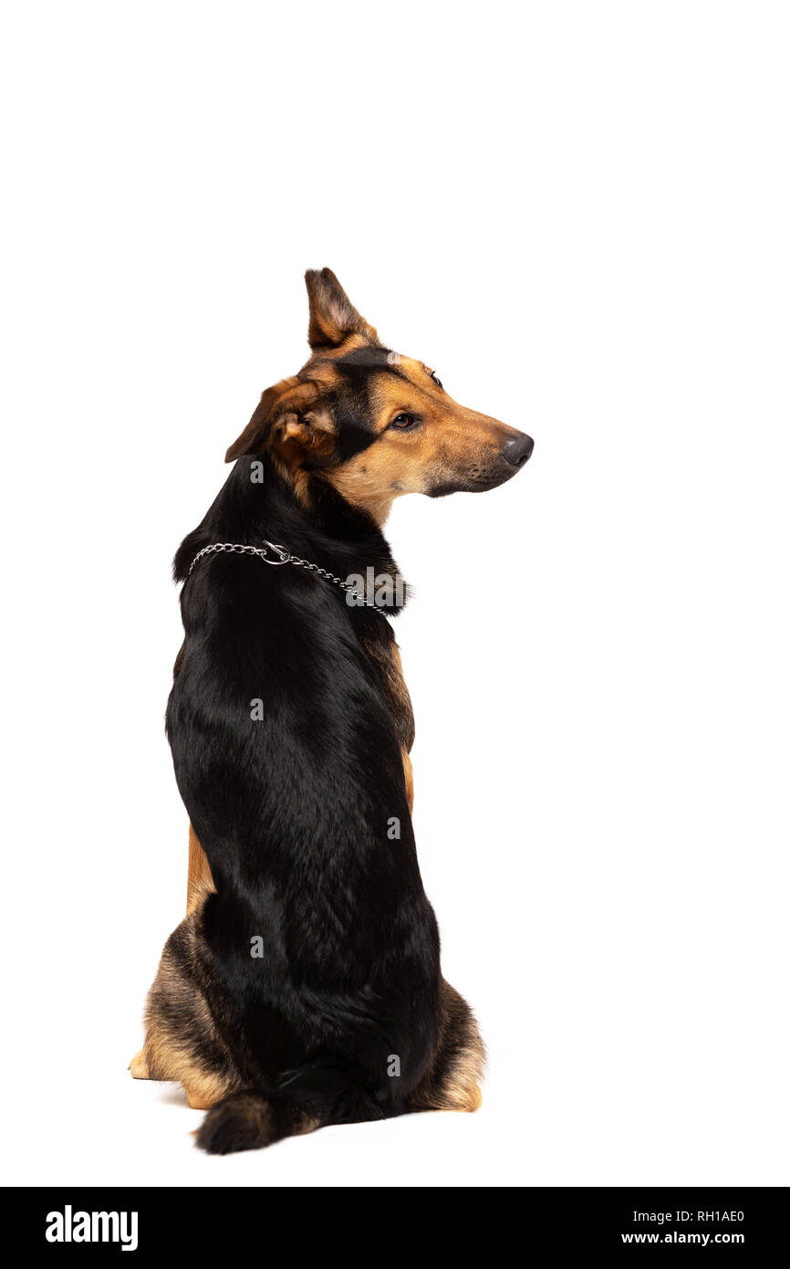 Entzückenden Mischlingen sitzt auf weißem Hintergrund Stockfoto