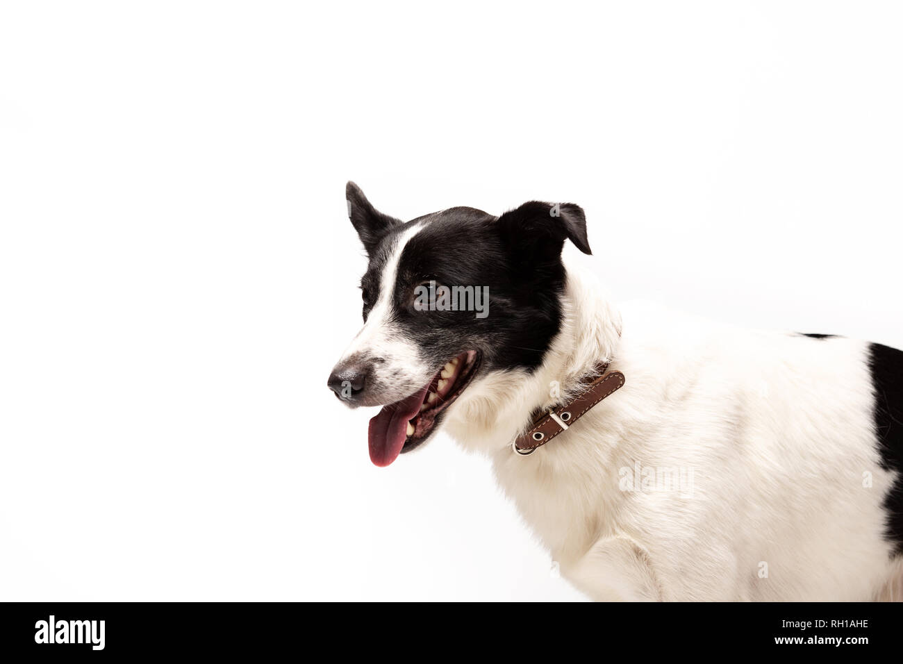 Entzückenden Mischlingen sitzt auf weißem Hintergrund Stockfoto