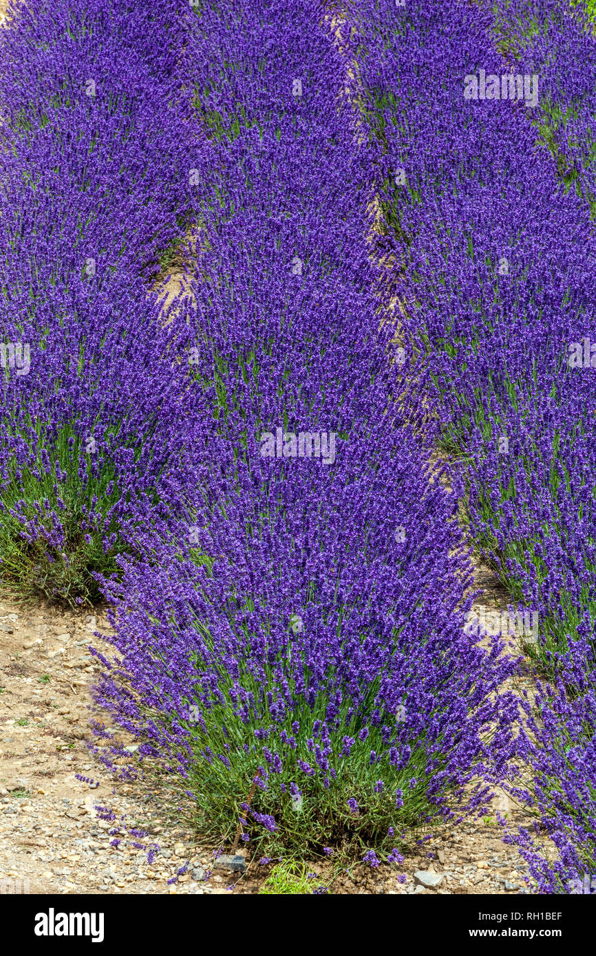 Lavendel Pflanzen in einer Reihe Lavendel Feld Stockfoto