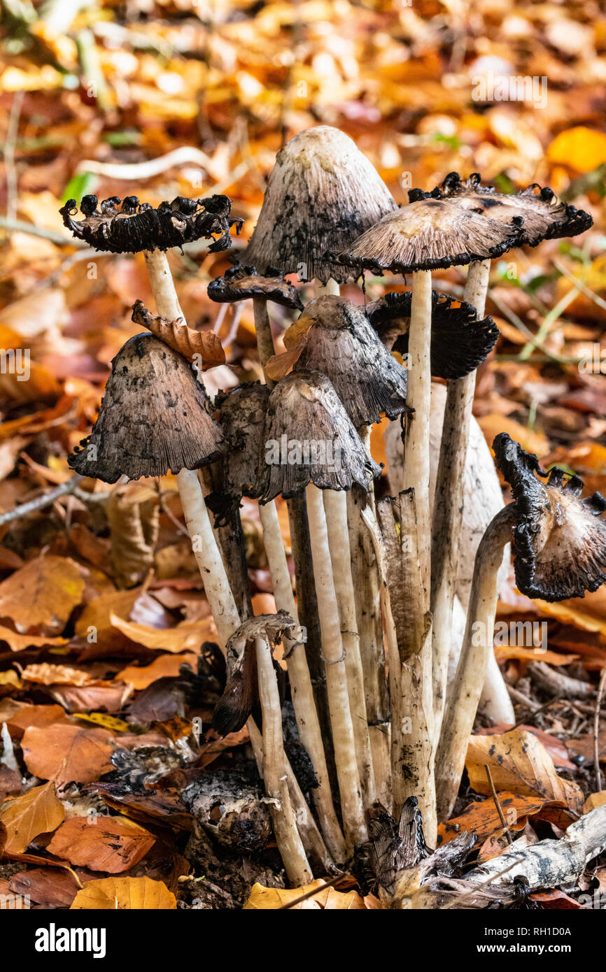 Zerfallenden Gruppe von Shaggy Ink Cap (Coprinus comatus) Pilze wachsen am Rande einer Buchenholz - Hochformat. Great Torrington, Devon, Großbritannien Stockfoto