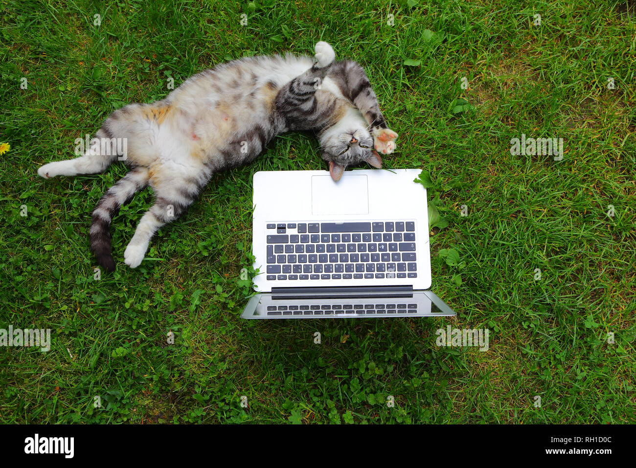 TEXEL, Niederlande - Juni 5, 2018: Katze und Apple Computer. Foto eines MacBook Pro. Nur für den redaktionellen Gebrauch bestimmt. Stockfoto
