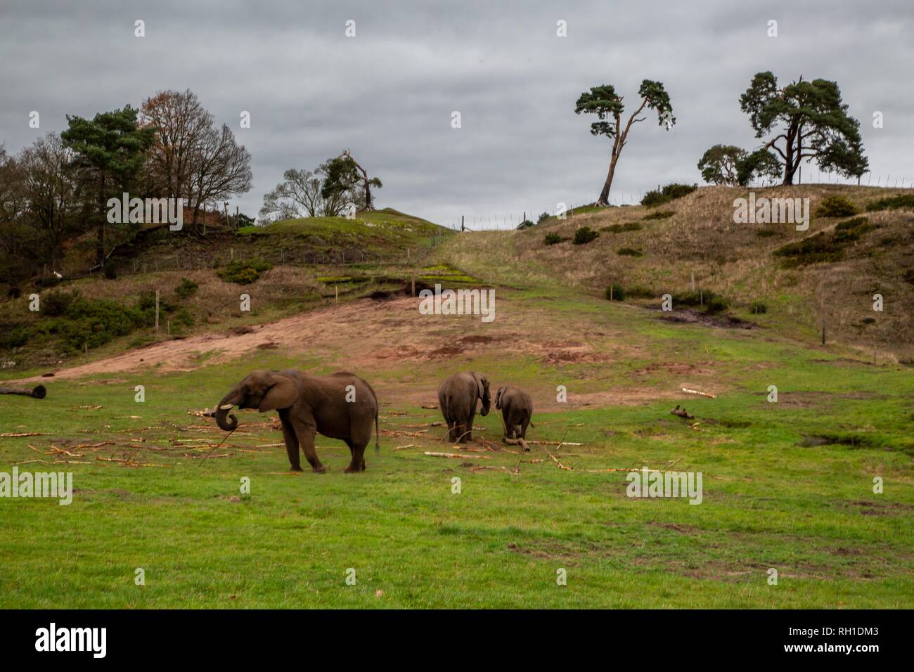 Familie der Elefanten in einem eingereicht; genießen den warmen Tag. Stockfoto