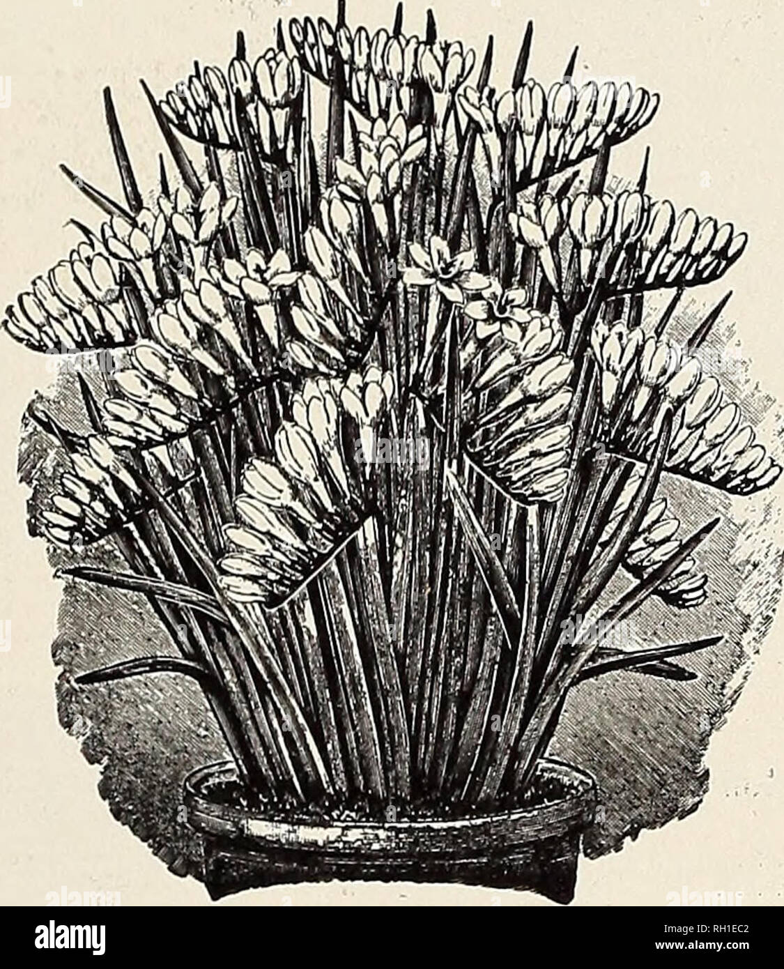 Rooted To The Spot Stockfotos & Rooted To The Spot Bilder - Alamy