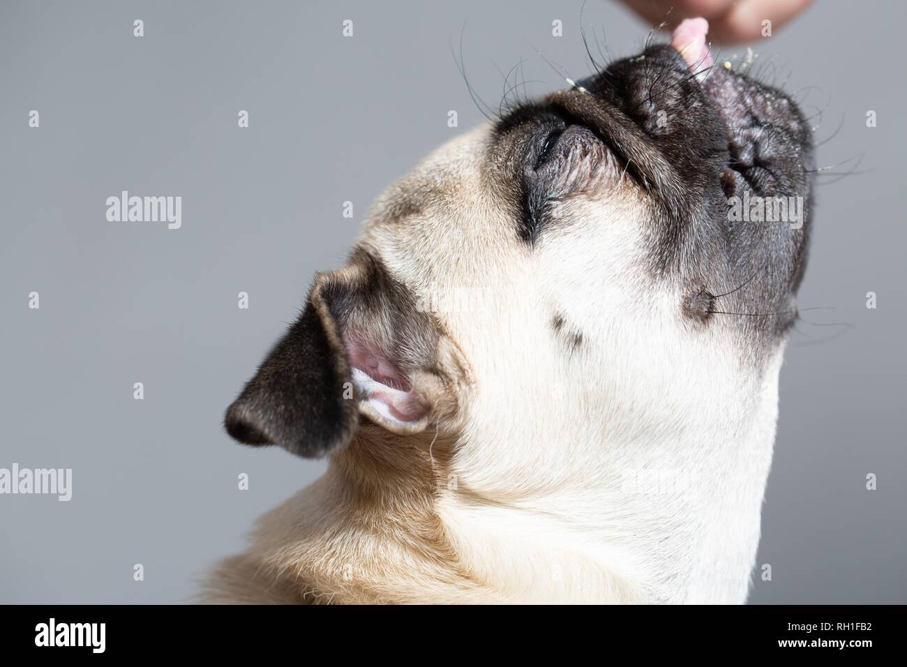 Porträts von pug im Studio aufgenommen. Stockfoto