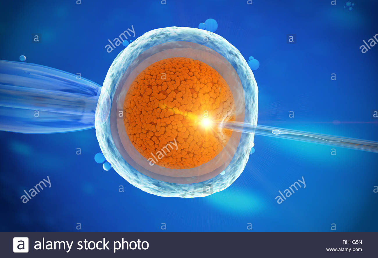 Eizelle Mit Bloßem Auge Sichtbar Eizelle Stockfotos & Eizelle Bilder - Alamy