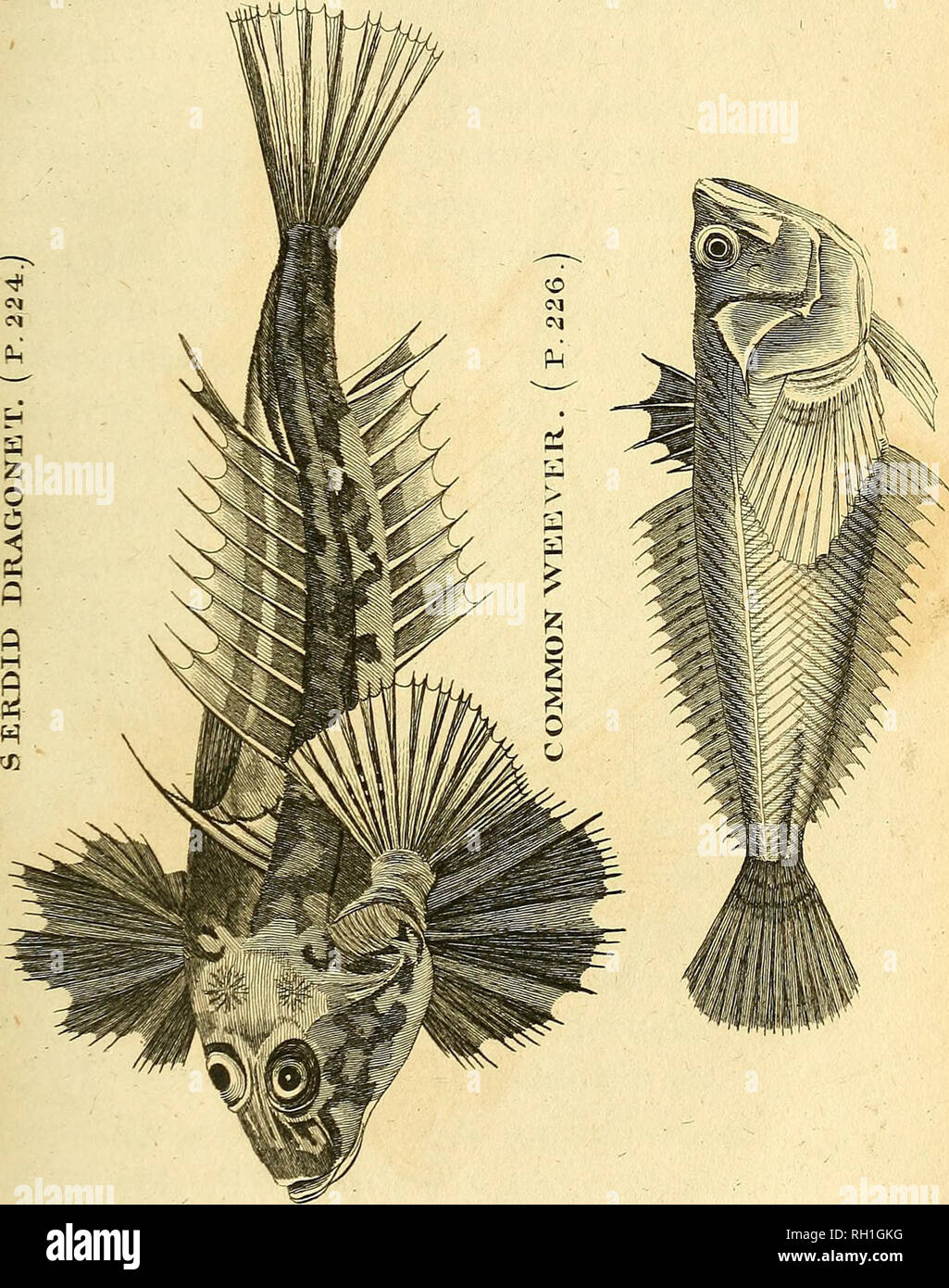 . Britische Zoologie. Zoologie; Wirbeltiere. "Pi xvxii "VOL. 3. s. 224.. Bitte beachten Sie, dass diese Bilder sind von der gescannten Seite Bilder, die digital für die Lesbarkeit verbessert haben mögen - Färbung und Aussehen dieser Abbildungen können nicht perfekt dem Original ähneln. extrahiert. Wimpel, Thomas, 1726-1798; Richmond, Charles Wallace, 1868-1932, der ehemalige Eigentümer. DSI; Mearns, Edgar Alexander, 1856-1916, der ehemalige Eigentümer. DSI. London: Gedruckt für Wilkie und Robinson; J. Nunn; Weiß und Cochrane; Longman, Hurst, Rees, Orme, und Braun; Cadell und Davies, J. Harding; J. Stand; Richard J. Stockfoto