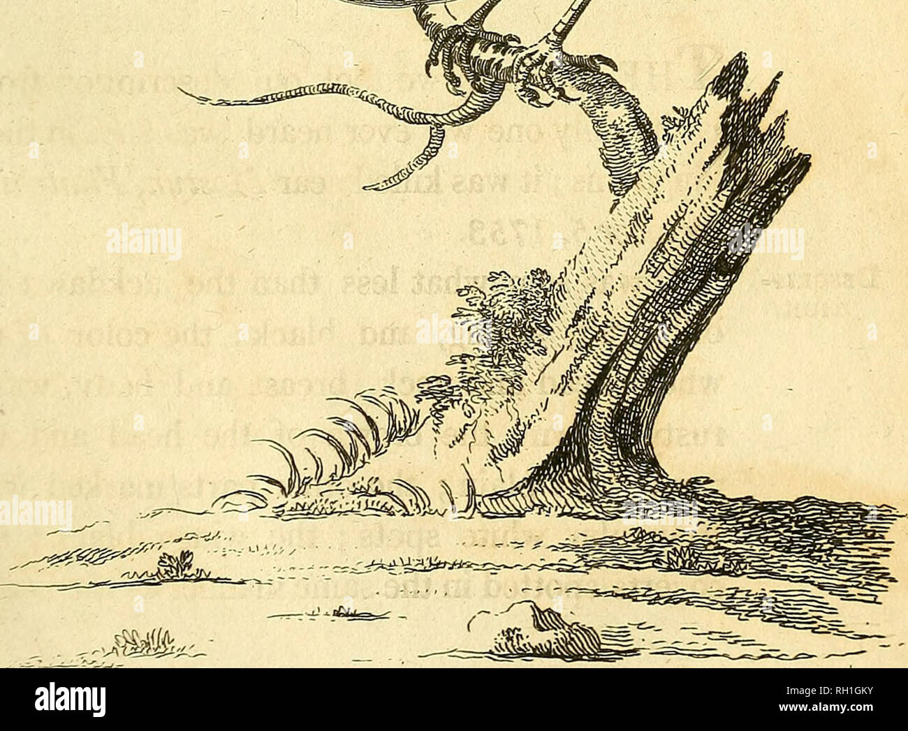 . Britische Zoologie. Zoologie; Wirbeltiere. krank wenn. {/. &Amp; 6* ra,, u £ l hifttXUT. Bitte beachten Sie, dass diese Bilder sind von der gescannten Seite Bilder, die digital für die Lesbarkeit verbessert haben mögen - Färbung und Aussehen dieser Abbildungen können nicht perfekt dem Original ähneln. extrahiert. Wimpel, Thomas, 1726-1798; Richmond, Charles Wallace, 1868-1932, der ehemalige Eigentümer. DSI; Mearns, Edgar Alexander, 1856-1916, der ehemalige Eigentümer. DSI. London: Gedruckt für Wilkie und Robinson; J. Nunn; Weiß und Cochrane; Longman, Hurst, Rees, Orme, und Braun; Cadell und Davies, J. Harding; J. Stand; Richard J. Stockfoto