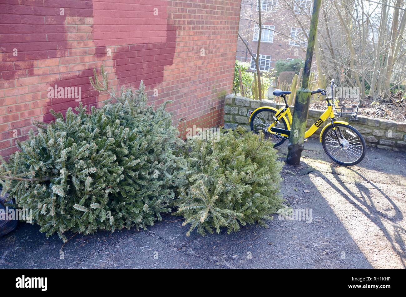 Ein ofo Fahrräder und Weihnachtsbäume in Nord London Borough England gedumpten Stockfoto
