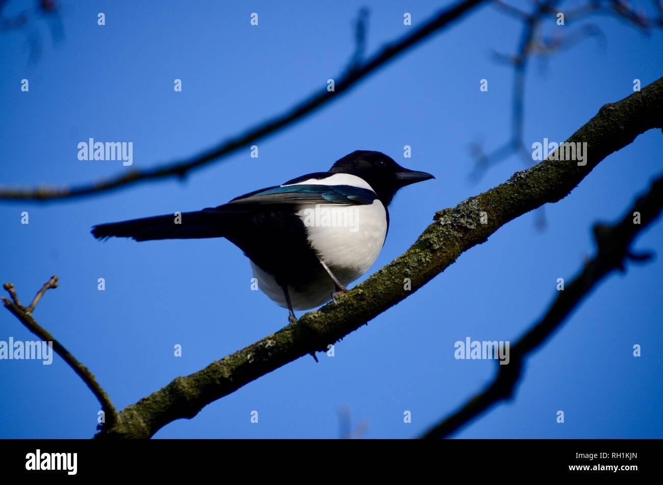 Ein magpie Sitzen auf dem Baum mit blauen Himmel London England Stockfoto