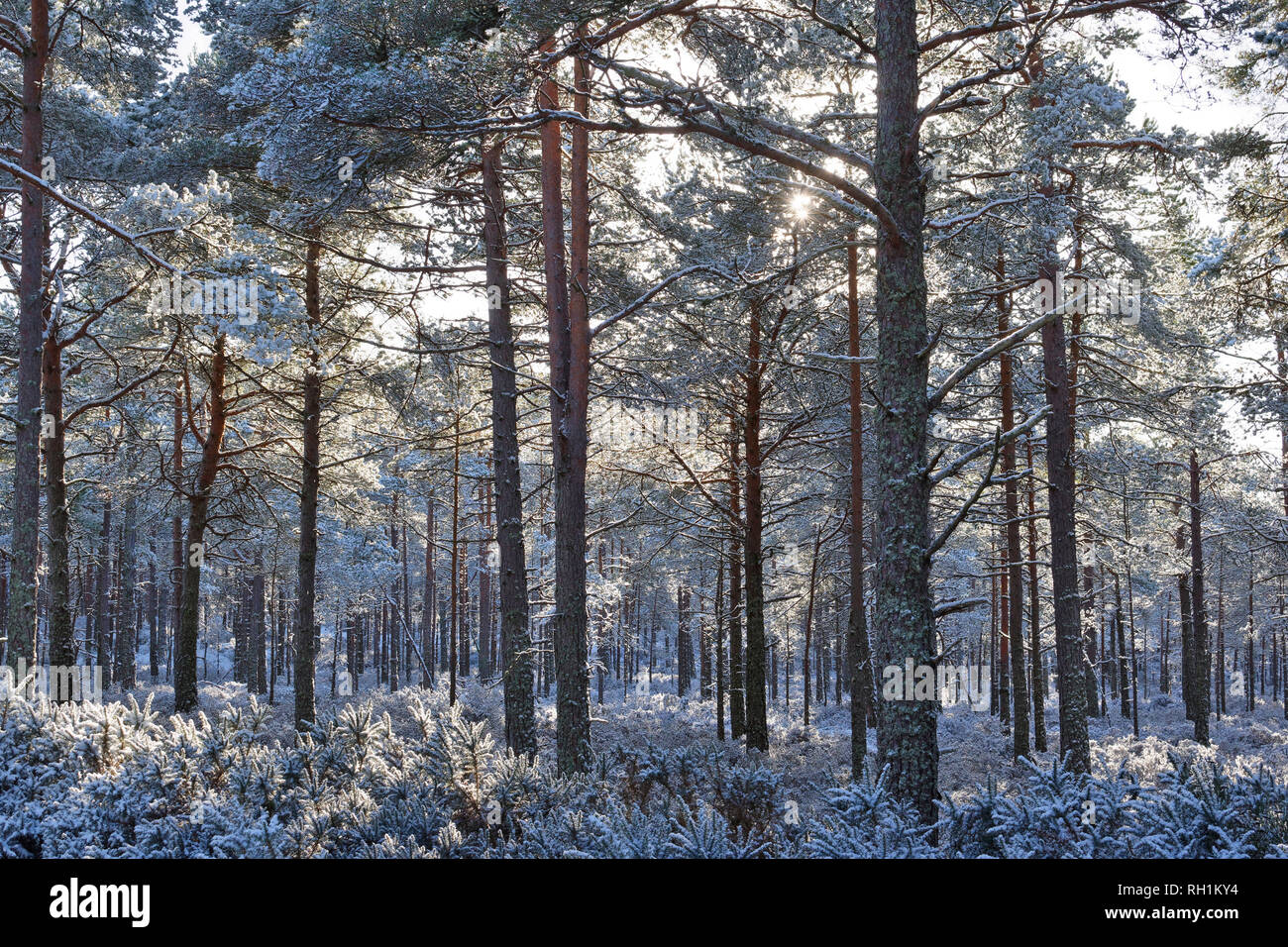 CULBIN FOREST FORRES Moray in Schottland WINTER SCHNEE MIT SUN FILTERUNG DURCH SCHOTTEN PINIEN Stockfoto