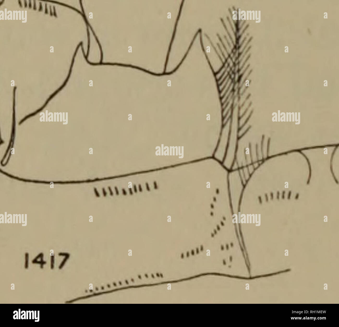 . Britische Süßwasser-copepoda. --. Copepoda; Krebstiere. Abbn. 1406-1419. - Cyclops macruroides s Str. Abb. 1406.- Weiblich, dorsal. Abb. 1407.- Genitale Somiten und Receptaculum. Abb. 1403.- furcal Rami dorsales. Abb. 1409 - furcal Rami, asymmetrisch. Abb. 1410.- Antennule, Seg. 12. Windermere. Abb. 1411.- Antennule, Seg. 12. Hoveton. Abb. 1412.- Antennule, Seg. 12. Norfolk. Abb. 1413.- Oberlippe. Abb. 1414.- Oberkiefer. Abb. 1415.- Maxillipede. Abb. 1416.- Bein 4. Abb. 1417-Leg 4, coxa und Grundlage von hinten. Abb. 1418.- Bein 4, 3, exopod von modifizierten Abb. 1419.- Bein 5.. Bitte beachten Sie, dass diese Bilder extrac sind Stockfoto