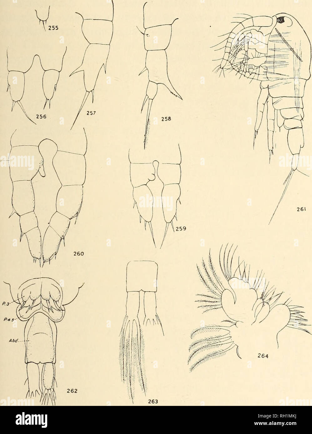 . Britische Süßwasser-copepoda. --. Copepoda; Krebstiere. EURYTEMORA. 191. Abbn. 255-264. - Entwicklung von eurytemora Velox. (Abbn. 255-26 J, Entwicklung von Leg 5 bei männlichen und weiblichen.) Abb. 255,- Stufe III, undifferenziert. Abb. 256.- Stufe IV, weiblich. Abb. 257.- Stufe V, weiblich. Abb. 258.- erwachsene Frau. Abb. 259.- Stufe IV, männlich. Abb. 260.-Stufe V, männlich. Abb. 261.- Copepodid ich, Seitenansicht. Abb. 262.- Copepodid ich, Abdomen, ventral, bevor mausern. Abb. 263.- Copepodid I, furcal Rami. Abb. 264.- Copepodid I, maxillule.. Bitte beachten Sie, dass diese Bilder aus gescannten Seite Bilder, die Grabung wurden extrahiert werden Stockfoto