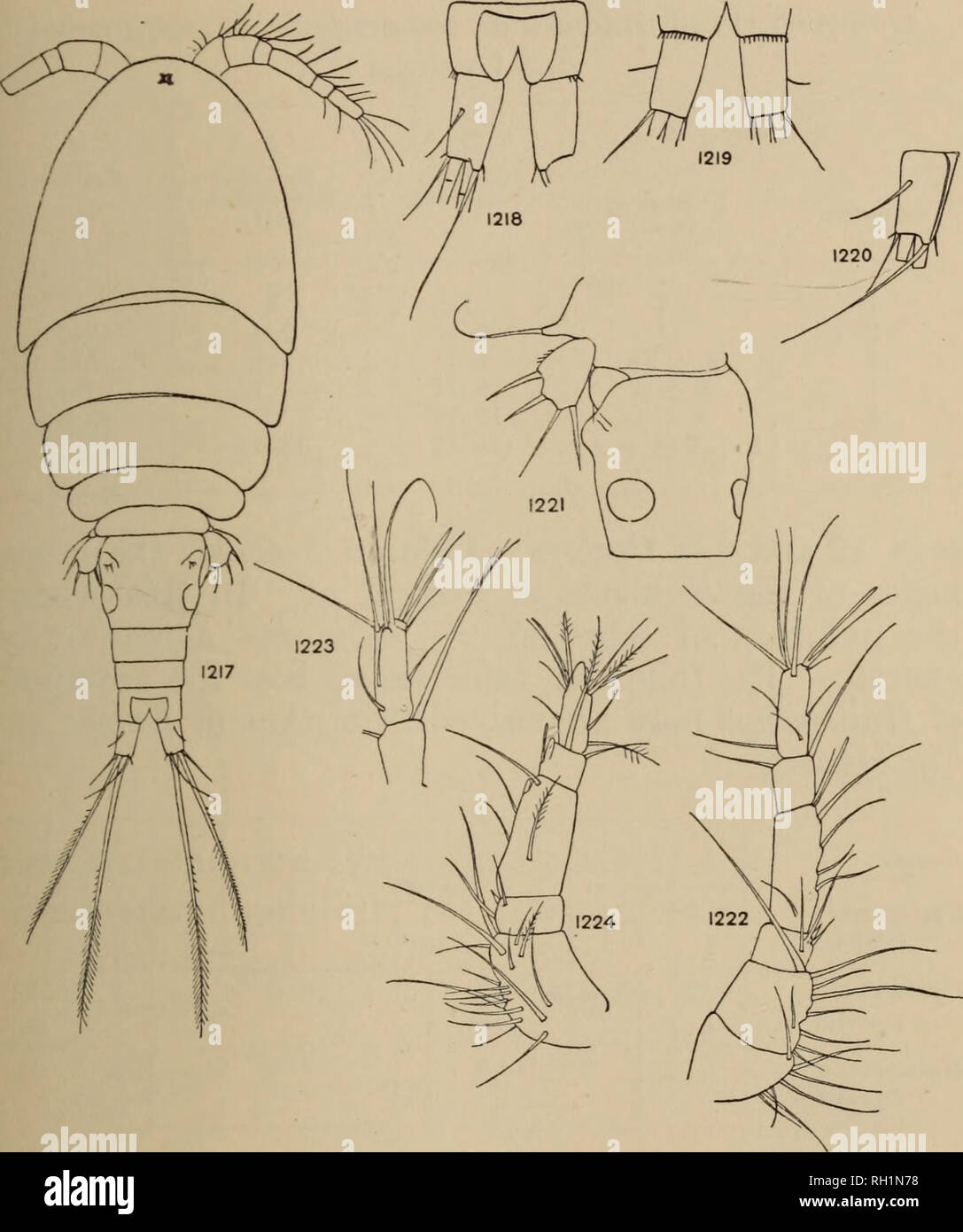 . Britische Süßwasser-copepoda. --. Copepoda; Krebstiere. HALICYCLOPS^ QUOREUS. 19. Abbn. 1217-1224.- Halicyclops cequoreus. Abb. 1217 - Weiblich, dorsal. Abb. 1218.- furcal Rami dorsales. Abb. 1219.- furcal Rami ventrales. Abb. 1220.- Leicht schräg, ridge. Abb. 1221.- Genitale Somiten und Bein 5. Abb. 1222.- Antennule, weiblich. Abb. 1223.- Antennule, letzte Segment. Abb. 1224.- Antennule, männlich, copepodid V. Weder dieser Systeme scheint zufriedenstellend zu sein, und es ist mehr als vernünftig mit der Annahme, dass die Position der Ästhet auf Seg. 4 Und der Wirbelsäule auf Seg. 3 in H. cequoreus Ar Stockfoto