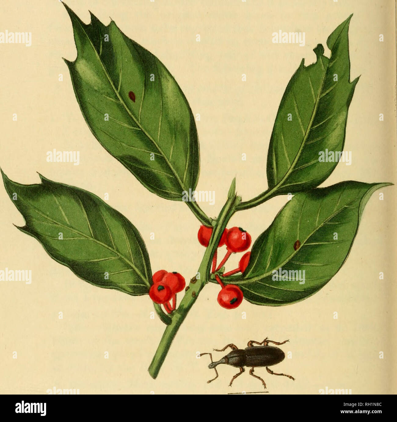 . Britische Entomologie;, Abbildungen und Beschreibungen der Gattungen von Insekten in Großbritannien und Irland gefunden: mit farbigen Abbildungen aus der Natur der seltensten und schönsten Arten, und in vielen Fällen der Pflanzen, auf denen sie zu finden sind. Insekten; Insekten; Botanik. ^9. Bitte beachten Sie, dass diese Bilder sind von der gescannten Seite Bilder, die digital für die Lesbarkeit verbessert haben mögen - Färbung und Aussehen dieser Abbildungen können nicht perfekt dem Original ähneln. extrahiert. Curtis, John, 1791-1862. London, Gedruckt für das Thema Stockfoto