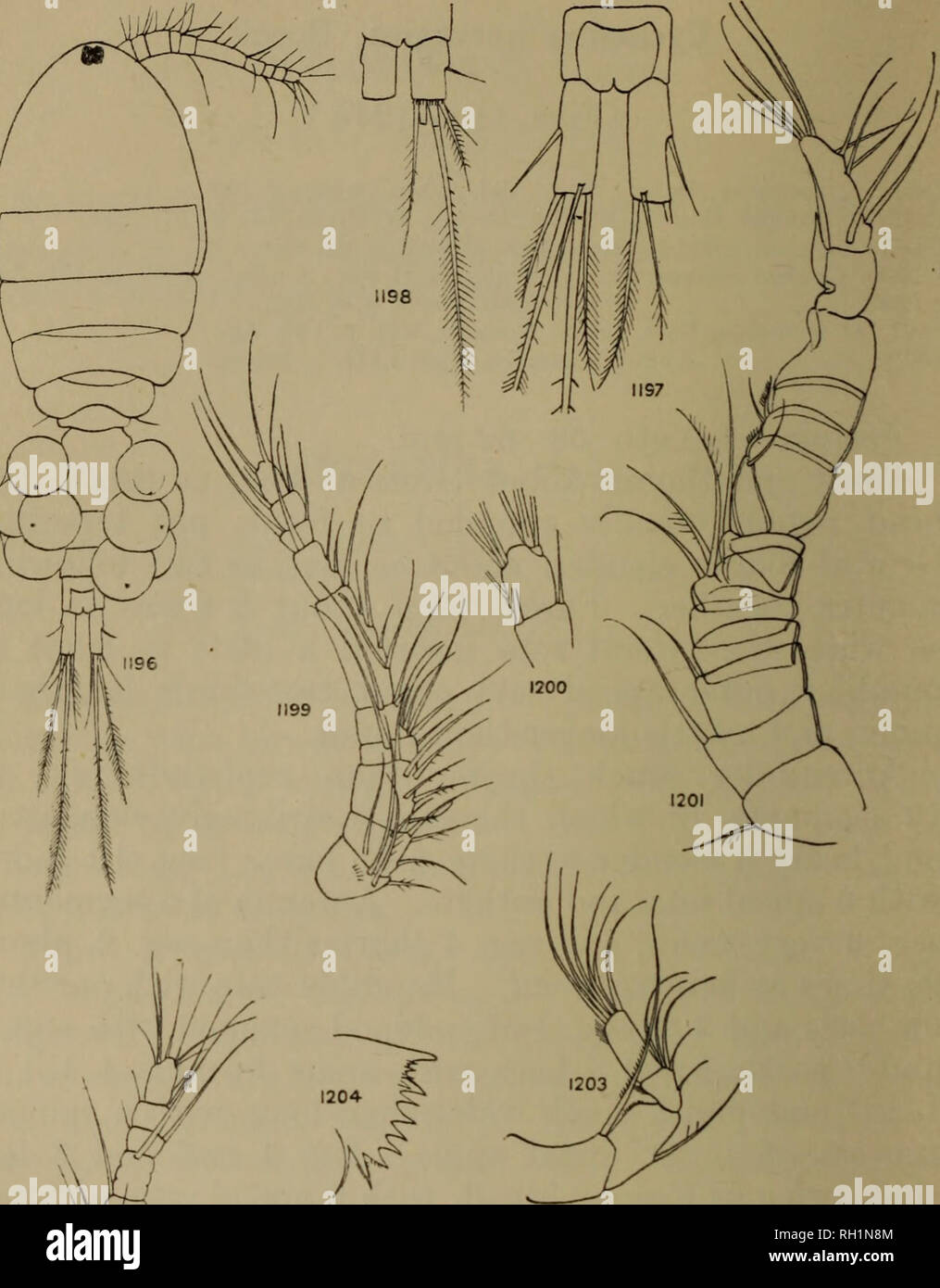 . Britische Süßwasser-copepoda. --. Copepoda; Krebstiere. Britische Süßwasser-COPEPODA.. Abbn. 1196-1204.- Cyclopina norvegica. Abb. 1196.- Weiblich, dorsal. Abb. 1197.- furcal Rami, weiblich, dorsal. Abb. 1198.- furcal Rami, männlich, ventral. Abb. 1199.- Antennule, weiblich. Abb. 1200.- Antennule, weiblich, apikale Segment. Abb. 1201.- Antennule, männlich. Abb. 1202.- Antennule, männlich, letzte copepodid. Abb. 1203.- Antenne. Abb. 1204.- Unterkiefer, Schneide.. Bitte beachten Sie, dass diese Bilder aus gescannten Seite Bilder, die digital für die Lesbarkeit verbessert haben mögen - Färbung und Aussehen dieser Illu extrahiert werden Stockfoto