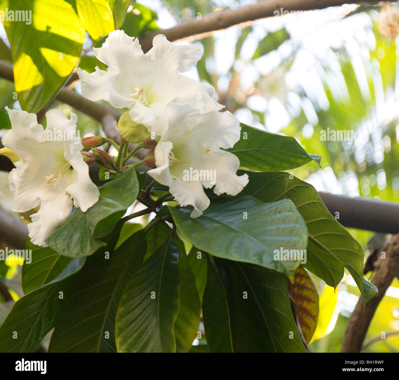 Makro white tropic Blume. Close up Blüte Hintergrund. Stockfoto