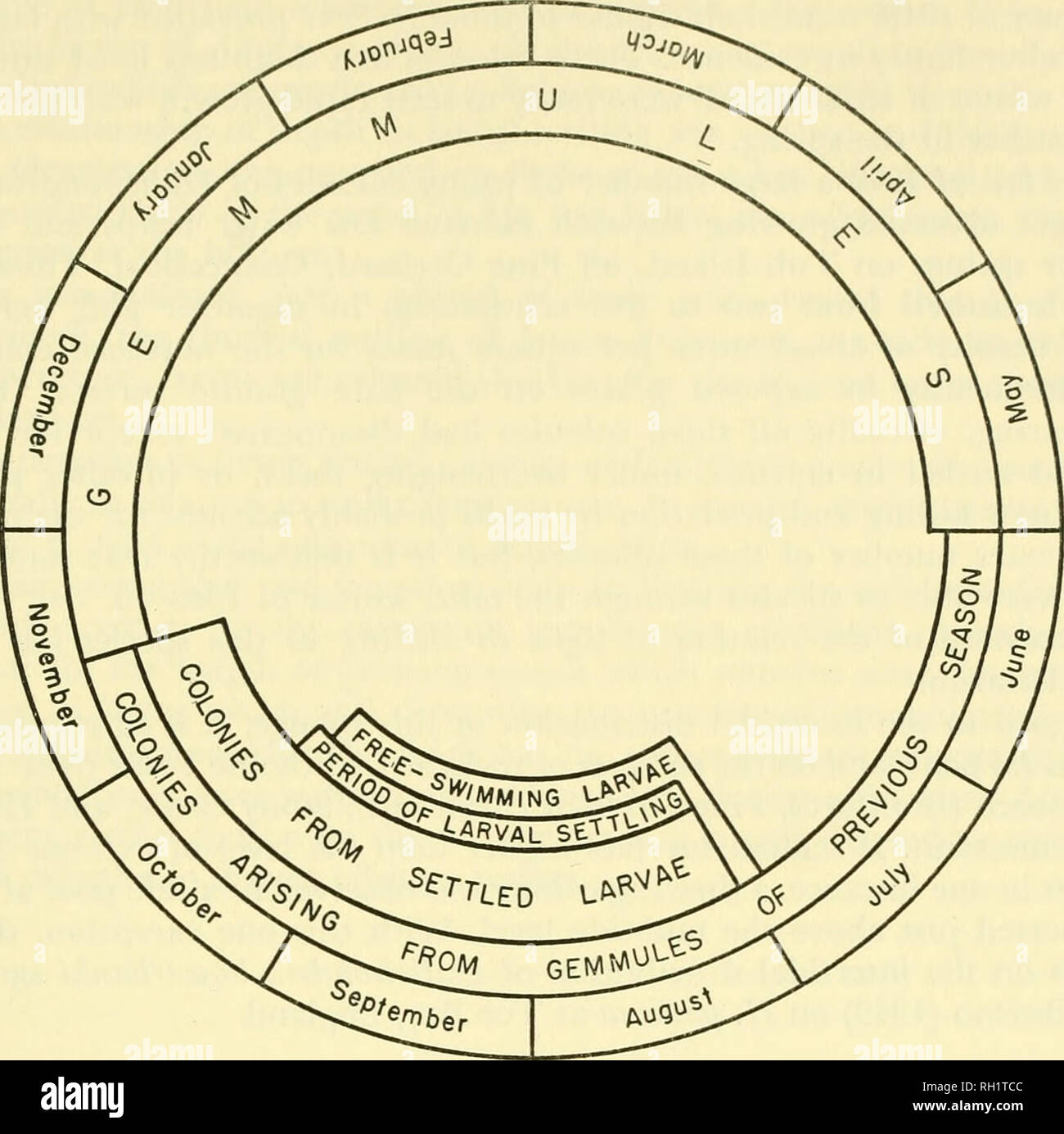 . Bulletin. Natural History; Natuurlijke Historie. Leben GESCHICHTE STUDIEN 103. Abbildung 32. Diagramm fasst die Lebensgeschichte von Haliclona loosanoffi. 120. Bitte beachten Sie, dass diese Bilder sind von der gescannten Seite Bilder, die digital für die Lesbarkeit verbessert haben mögen - Färbung und Aussehen dieser Abbildungen können nicht perfekt dem Original ähneln. extrahiert. Peabody Museum of Natural History. New Haven: Das Museum Stockfoto