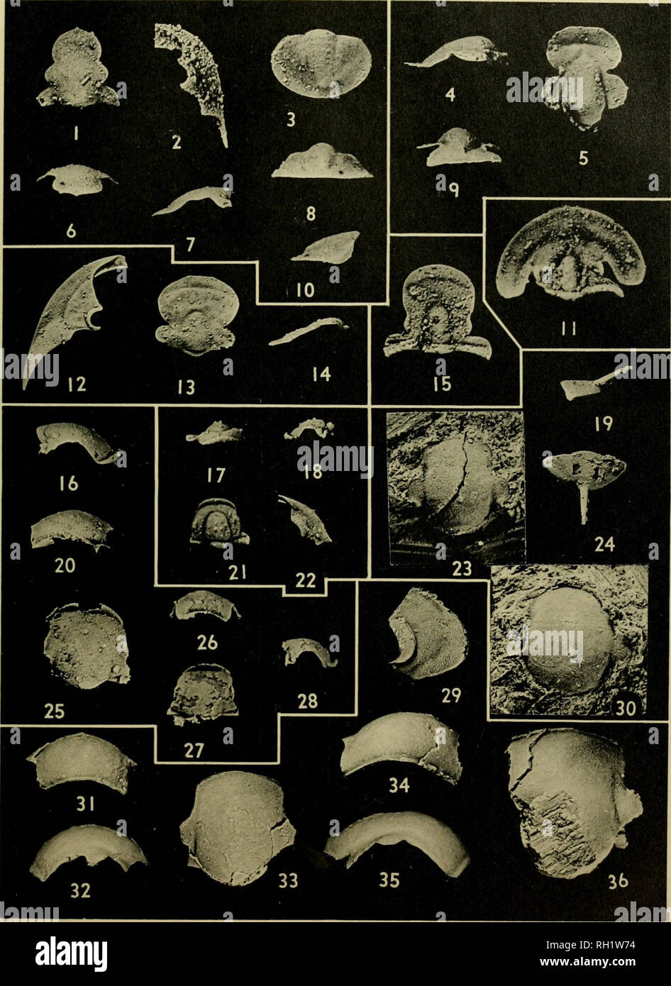 . Bulletin. Natural History; Natuurlijke Historie. . Bitte beachten Sie, dass diese Bilder sind von der gescannten Seite Bilder, die digital für die Lesbarkeit verbessert haben mögen - Färbung und Aussehen dieser Abbildungen können nicht perfekt dem Original ähneln. extrahiert. Peabody Museum of Natural History. New Haven: Das Museum Stockfoto