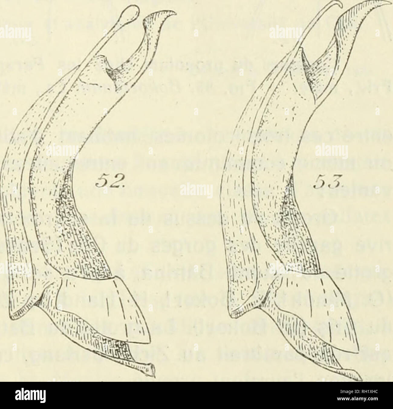 . Buletinul Societatii de Stiinte din Cluj. Wissenschaft. - 471 - b. Subsp. Csiki Bokorianum 1911, Rovart, Lap, XVIII, s. 137; Arten: Grotte de la "Vaile Vize". Sans qu'on puisse deviner Pourquoi, Ph. Eine Bokorianum ete decrit par Csiki dans Ie sous-Genre Irenellum! 1. Co^tes du Halsschild inoins arrondis dans Leur moitie ante - rieure (Abb. 54). Tarses anterieurs mâles avec! e Premier Artikel plus Long que große Subsp gracile Friv. - Côtes du Halsschild plus arrondis dans Leur moitie ante - rieure (îig. 55). Premier Artikel de Tarse anterieur Mâle aussi lange Schlangen groß. ,. . Subspezies. Bokorianum Cs. a. Sub Stockfoto