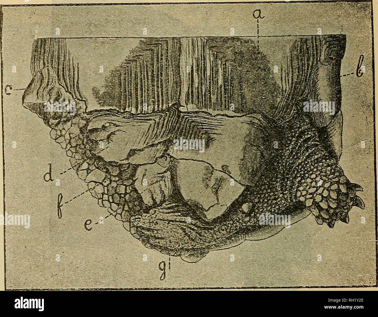 . Buletinul Societatii de Sciinte Bucuresci, din România = Bulletin de la Société des sciences de Bucarest, Roumanie. Wissenschaft. 366 BULETINUL SOCIET?? II DE SCllN? E centriques. Le Reste de la Plaque est bossele, irregulier. II ne subsiste de la Plaque pygale, que la moitie Gauche (c) sind soudees laquelle a droite, quelques Konkretionen rugueuses. Les Plaques costales ont beaucoup de Taccident souffert Naturellement. Les deux Premieren sind intactes. La troisieme (d) est deformee par un Profond sillon längs, qui Interesse sa masquant moitie gauche de la ligne de Abgrenzung entre cette p Stockfoto