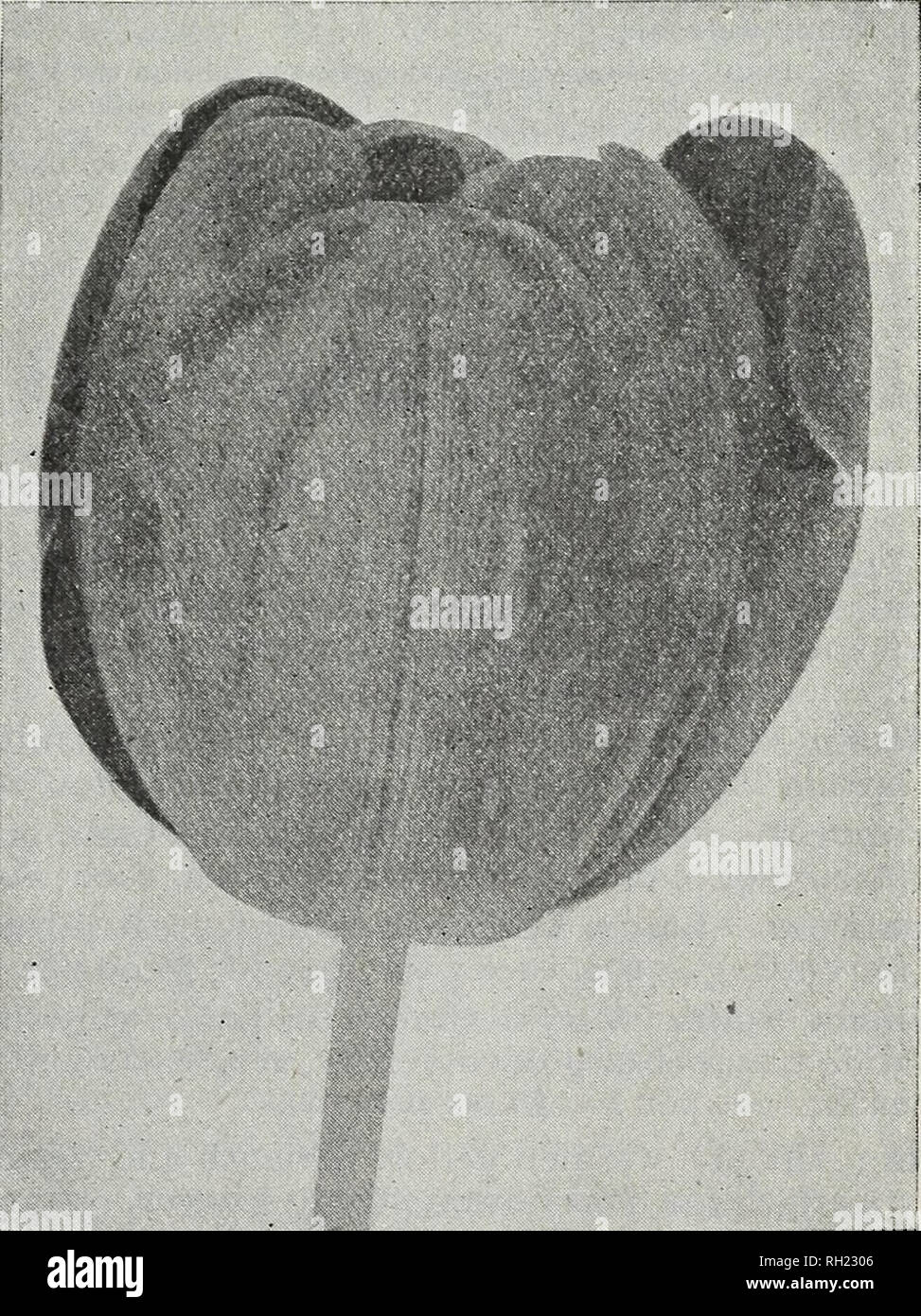 . Zwiebeln und Samen: Herbst 1924. Samen Kataloge; Glühlampen (Pflanzen) Kataloge; Gemüse Samen Kataloge. M FÄHRE &Amp; CO., Detroit, 23.38.39 11 Tulpen Darwin - Fortsetzung Suzon. E 24. Einen schönen, großen, rosa oder sehr hell rosa Blume mit einem Erröten weißen Rand. 8 C., 60 C. pro 10; 5,00 $ pro 100. Weiße Königin. {La Candeur) E 25 in. Weiße, leicht errötete leicht rosa; feine für Betten und können auch erzwungen werden. 7c je; 50c. pro 10; 4,50 $ pro 100. Zulu. E 26. Reich violett-schwarze Blume, deutlich Eiförmige, große und attraktivsten für forc-ing. 8 C., 60 C. pro 10; 5,00 $ pro 100. Darwin M Stockfoto