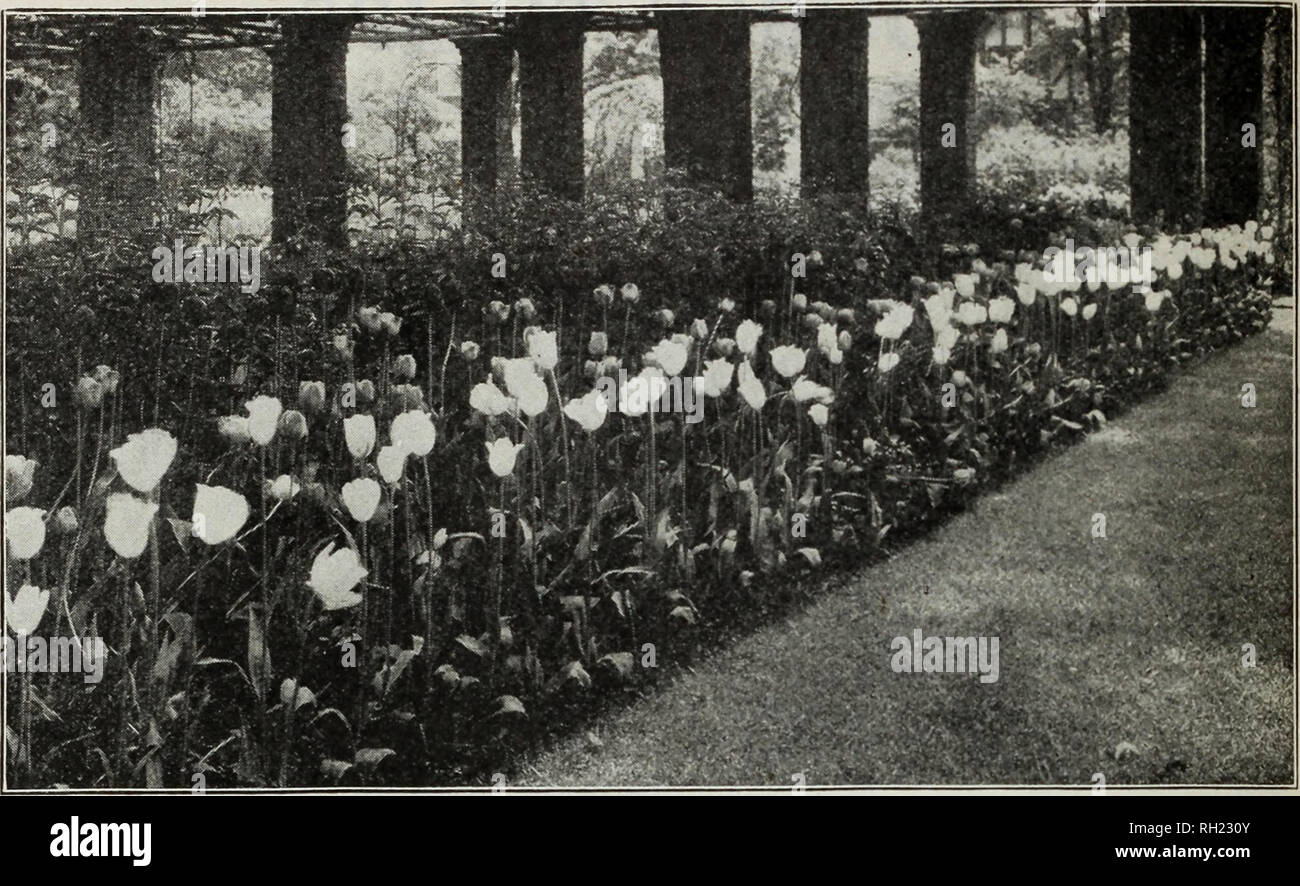 . Lampen & Amp; Samen: Herbst 1928. Samen Kataloge; Glühlampen (Pflanzen) Kataloge; Gemüse Samen Kataloge. M. FÄHRE &Amp; CO., Detroit, Mich.. Spät blühende Tulpen Unter dieser Rubrik sind die Cottage oder Mai blühen, die Darwin, der Züchter, der Rembrandt und der Papagei Tulpen eingestuft. Alle sind außergewöhnlich wünschenswert für Garten Dekoration und mit der möglichen Ausnahme der Papageien sind unübertroffen als Schnittblume für Vasen oder Körbe. Jedes Jahr hat eine gut verdienten Anstieg in ihrer Popularität gezeigt und empfehlen wir vorbehaltlos die Anpflanzung von ihnen, vor allem aus der Türen. Alle spät blühende t Stockfoto