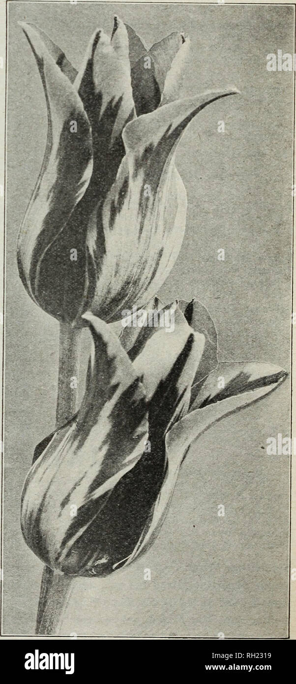 . Lampen & Amp; Samen: Herbst 1929. Samen Kataloge; Glühlampen (Pflanzen) Kataloge; Gemüse Samen Kataloge. D. M. FÄHRE &Amp; CO., Detroit, Mich, spät blühende Tulpen Unter dieser Rubrik sind die Cottage oder Mai blühen, die Darwin, der Züchter, der Rembrandt und der Papagei Tulpen eingestuft. Alle sind außergewöhnlich wünschenswert für Garten Dekoration und mit der möglichen Ausnahme der Papageien sind unübertroffen als Schnittblume für Vasen oder Körbe. Jedes Jahr hat eine gut verdienten Anstieg in ihrer Popularität gezeigt und empfehlen wir vorbehaltlos die Anpflanzung von ihnen, vor allem aus der Türen. Alle spät Blühende Stockfoto
